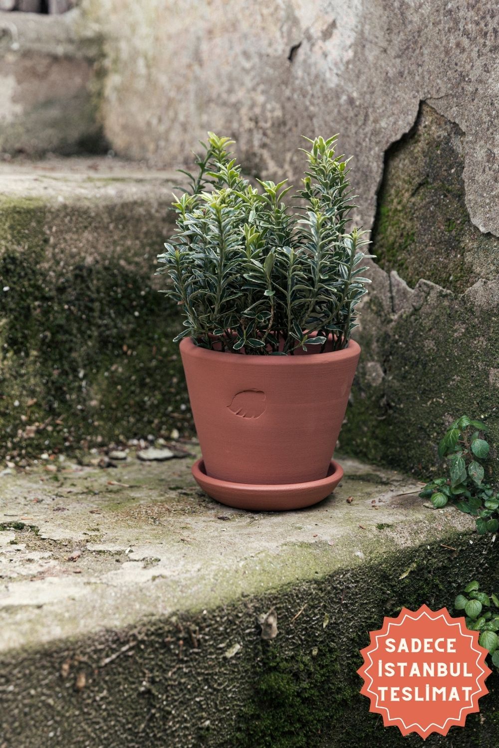 Jungleous-Sunset Saksı 14 cm (Tabaklı)-Saksı-1-Milagron.com