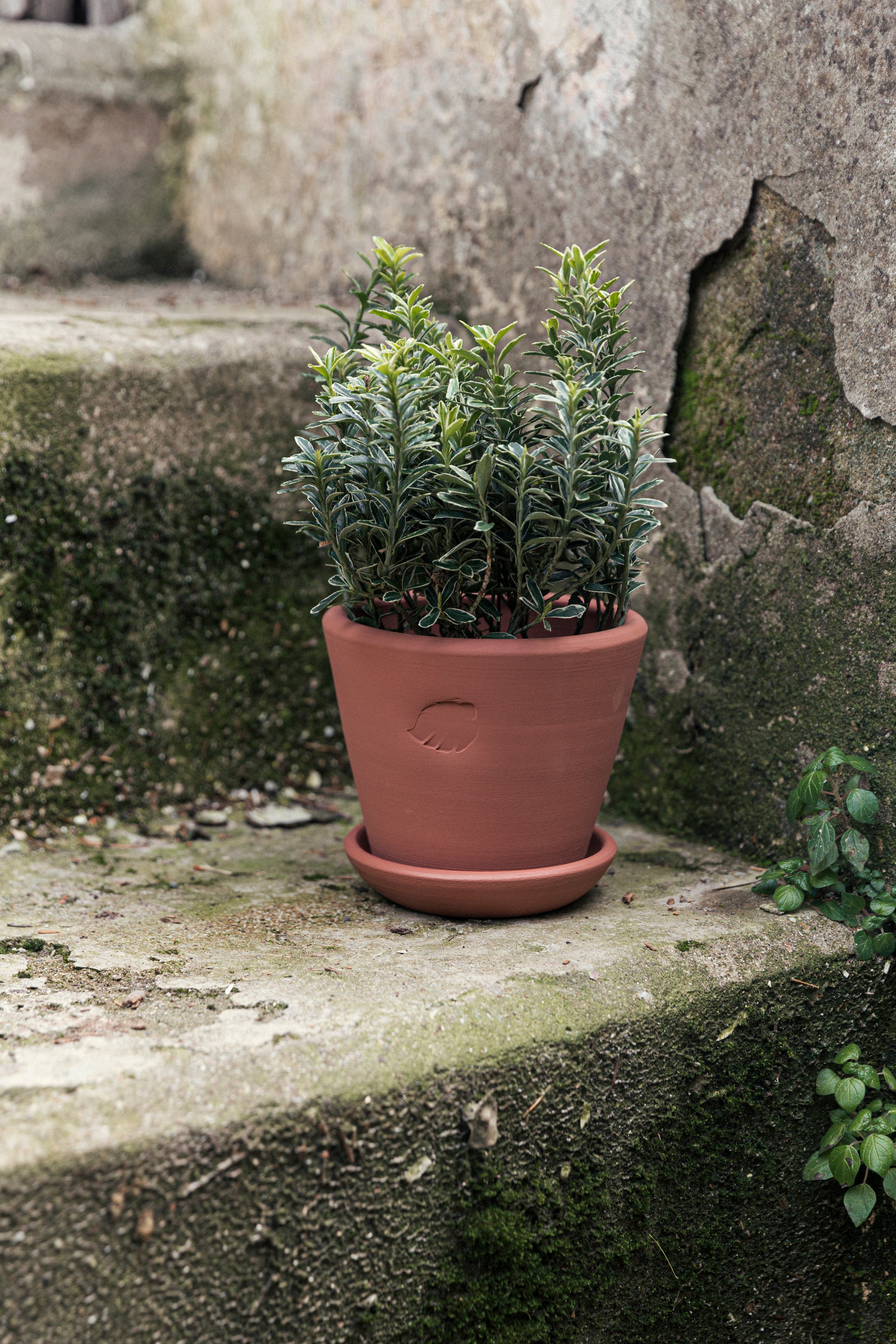 Jungleous-Sunset Saksı 14 cm (Tabaklı)-Saksı-2-Milagron.com