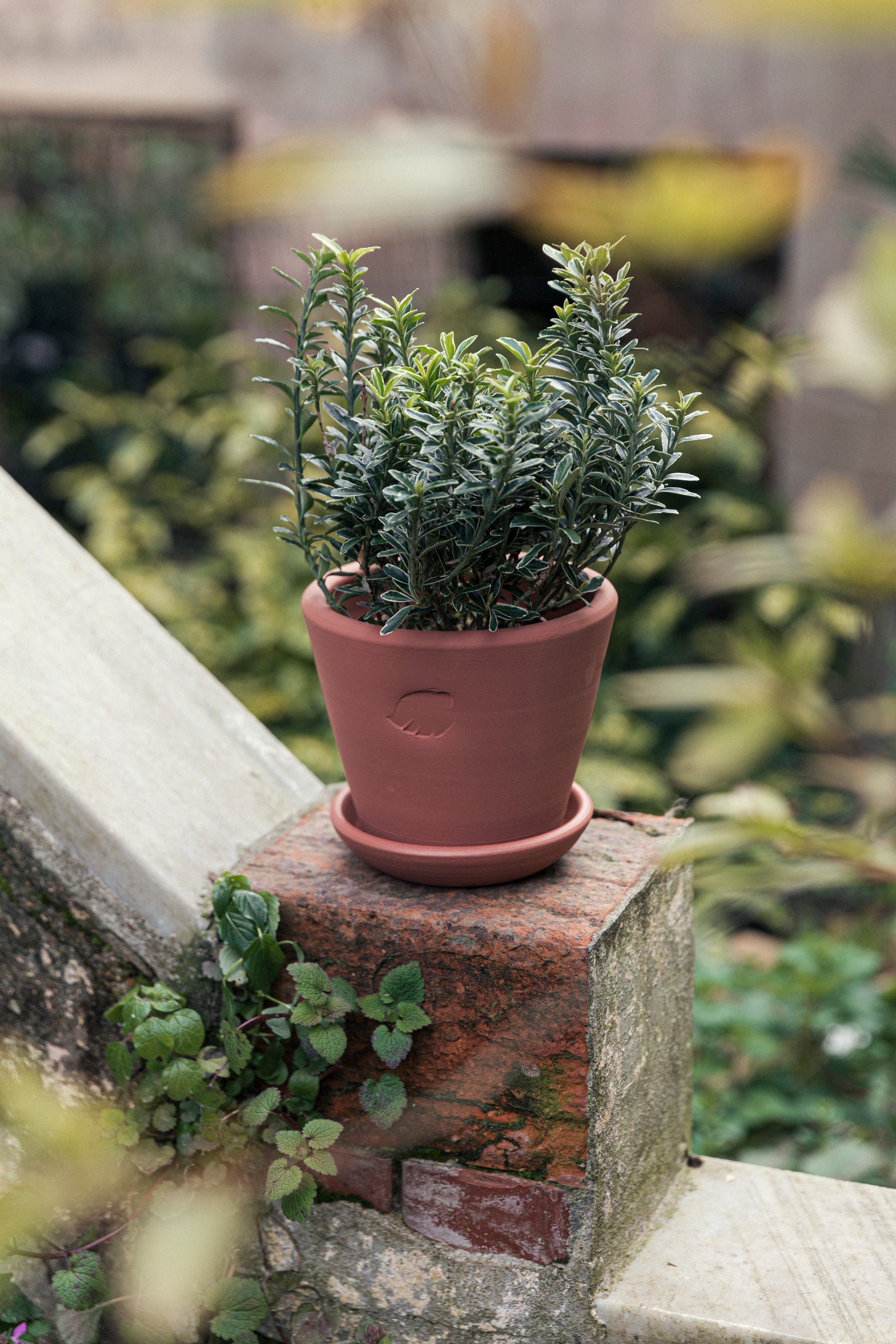 Jungleous-Sunset Saksı 14 cm (Tabaklı)-Saksı-3-Milagron.com