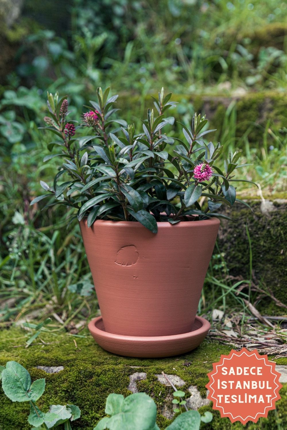 Jungleous-Sunset Saksı 17 cm (Tabaklı)-Saksı-1-Milagron.com