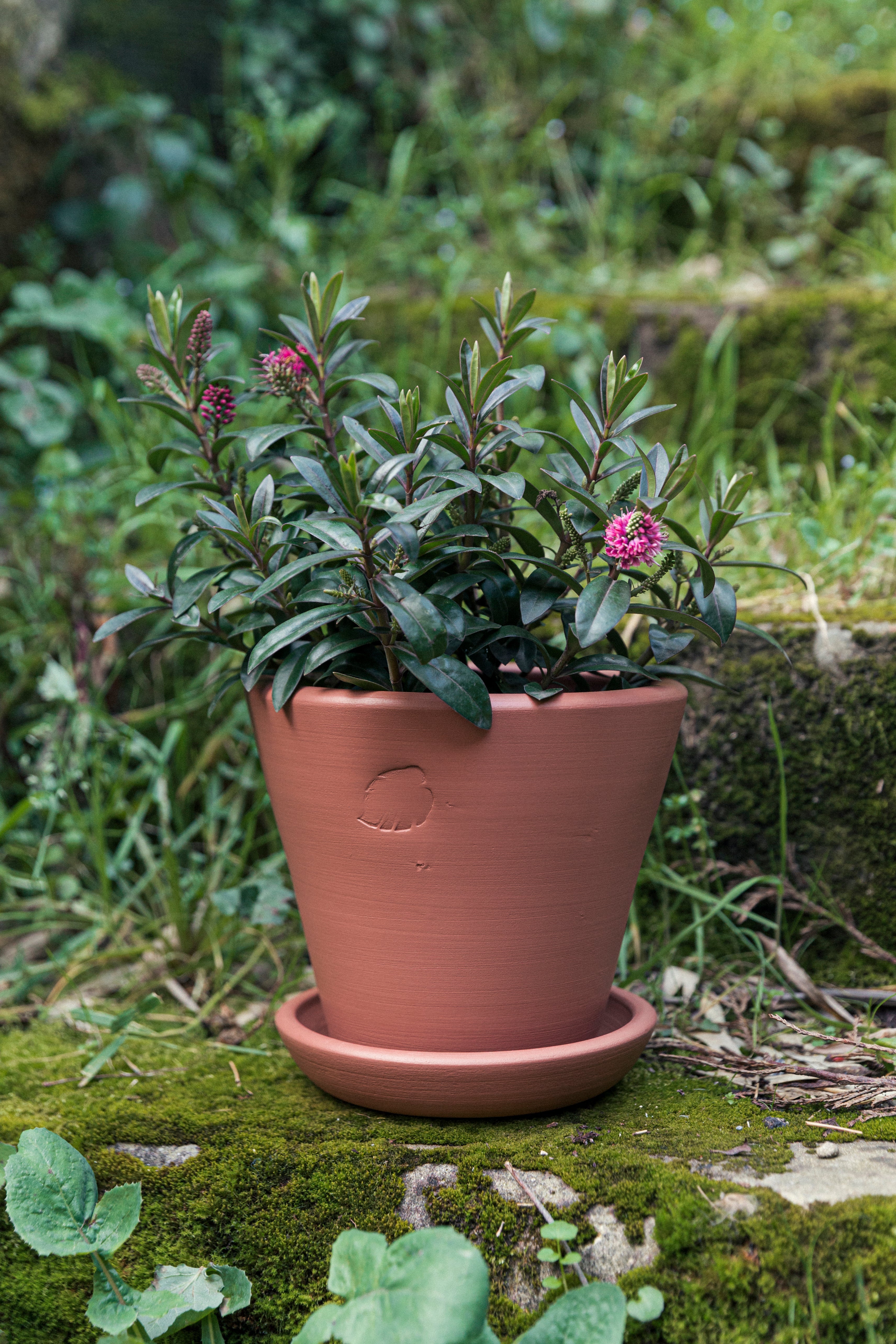 Jungleous-Sunset Saksı 17 cm (Tabaklı)-Saksı-2-Milagron.com