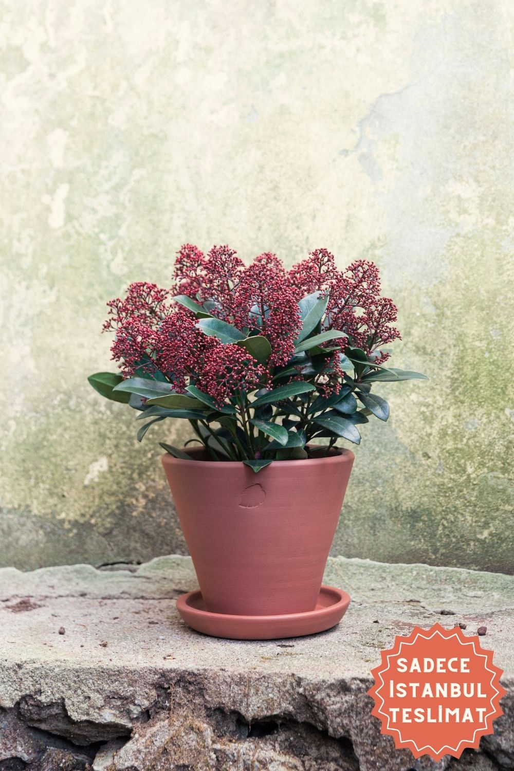 Jungleous-Sunset Saksı 22 cm (Tabaklı)-Saksı-1-Milagron.com