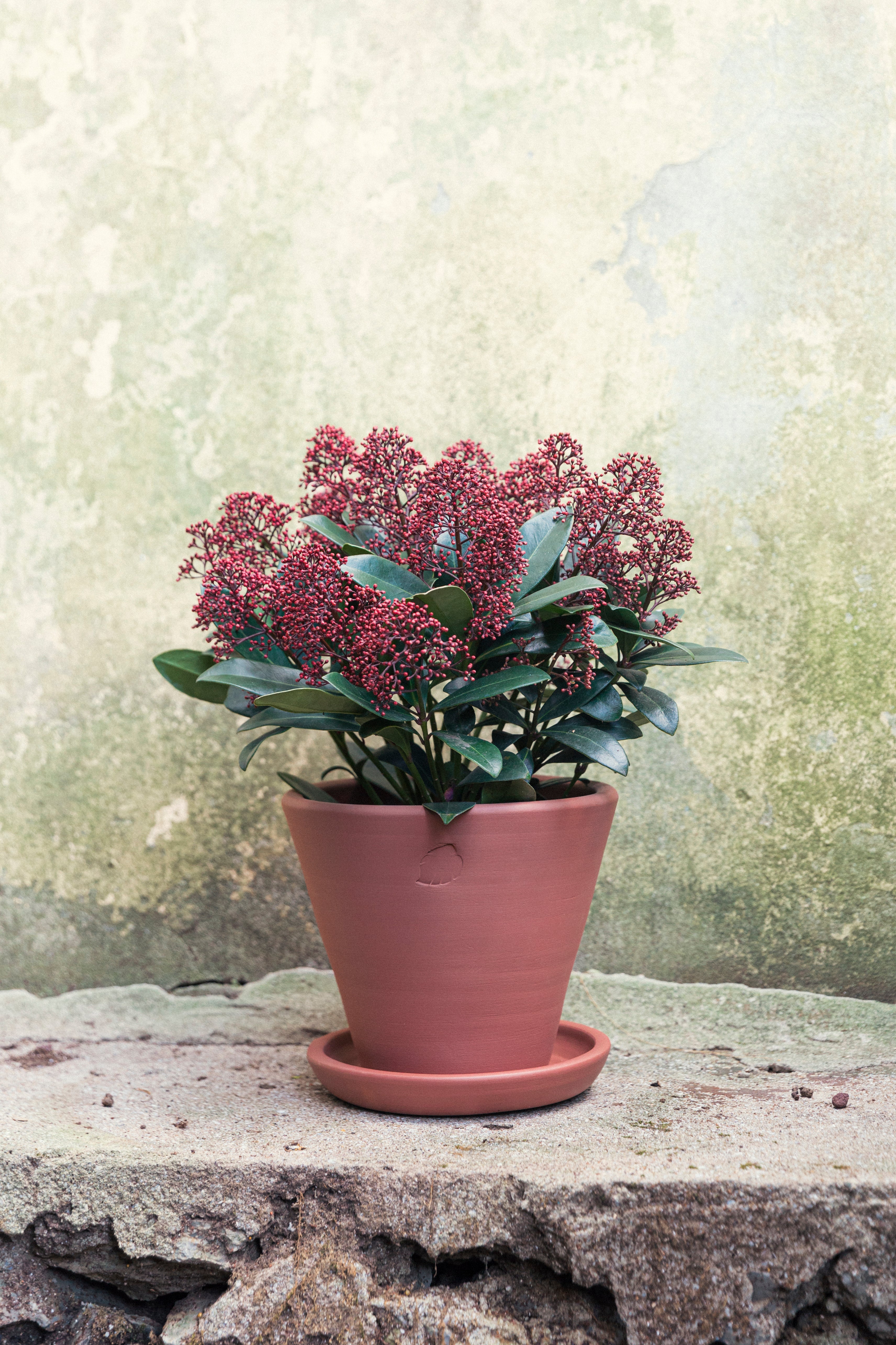 Jungleous-Sunset Saksı 22 cm (Tabaklı)-Saksı-2-Milagron.com