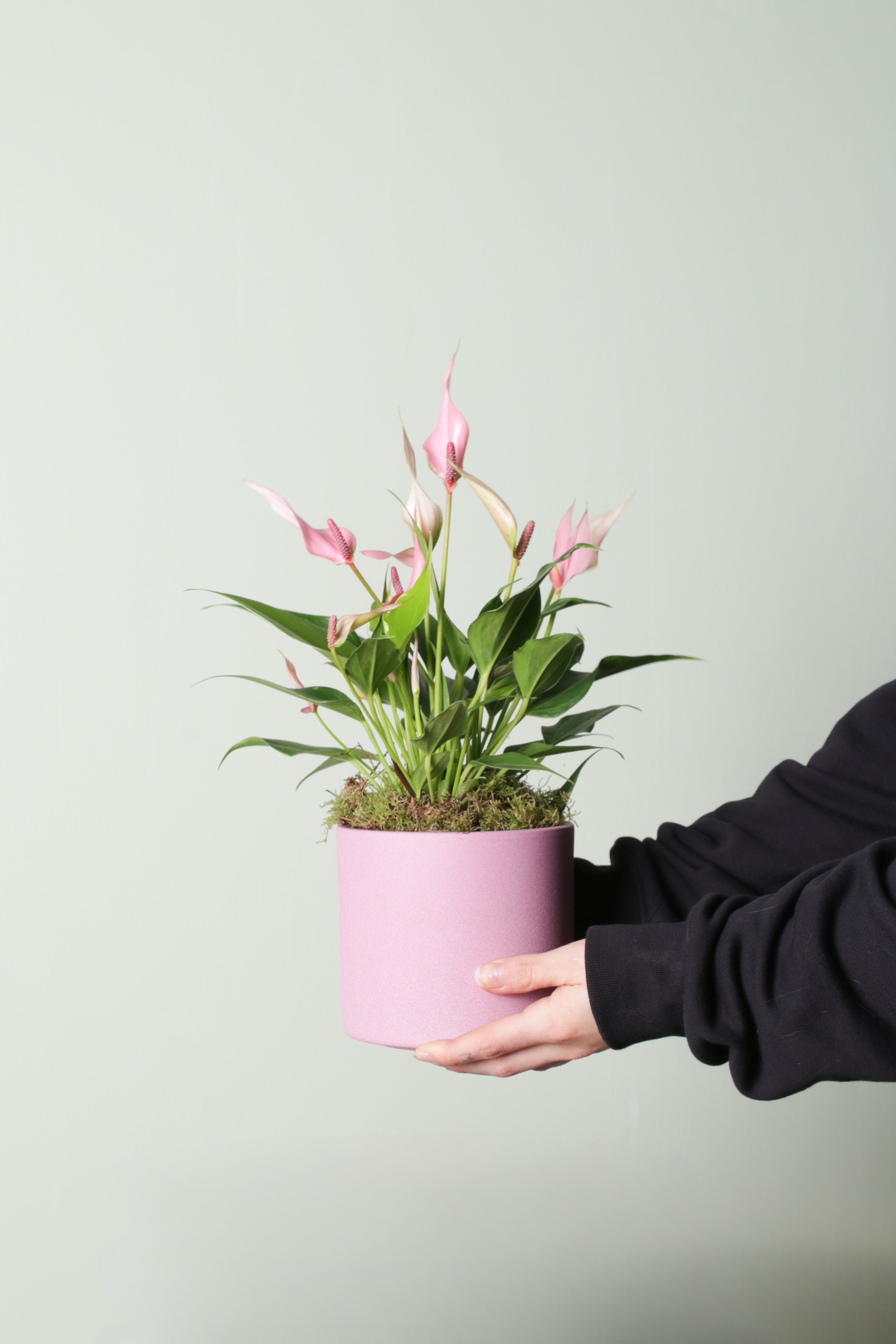 Jungleous-Tofu-Bitki-2-Milagron.com