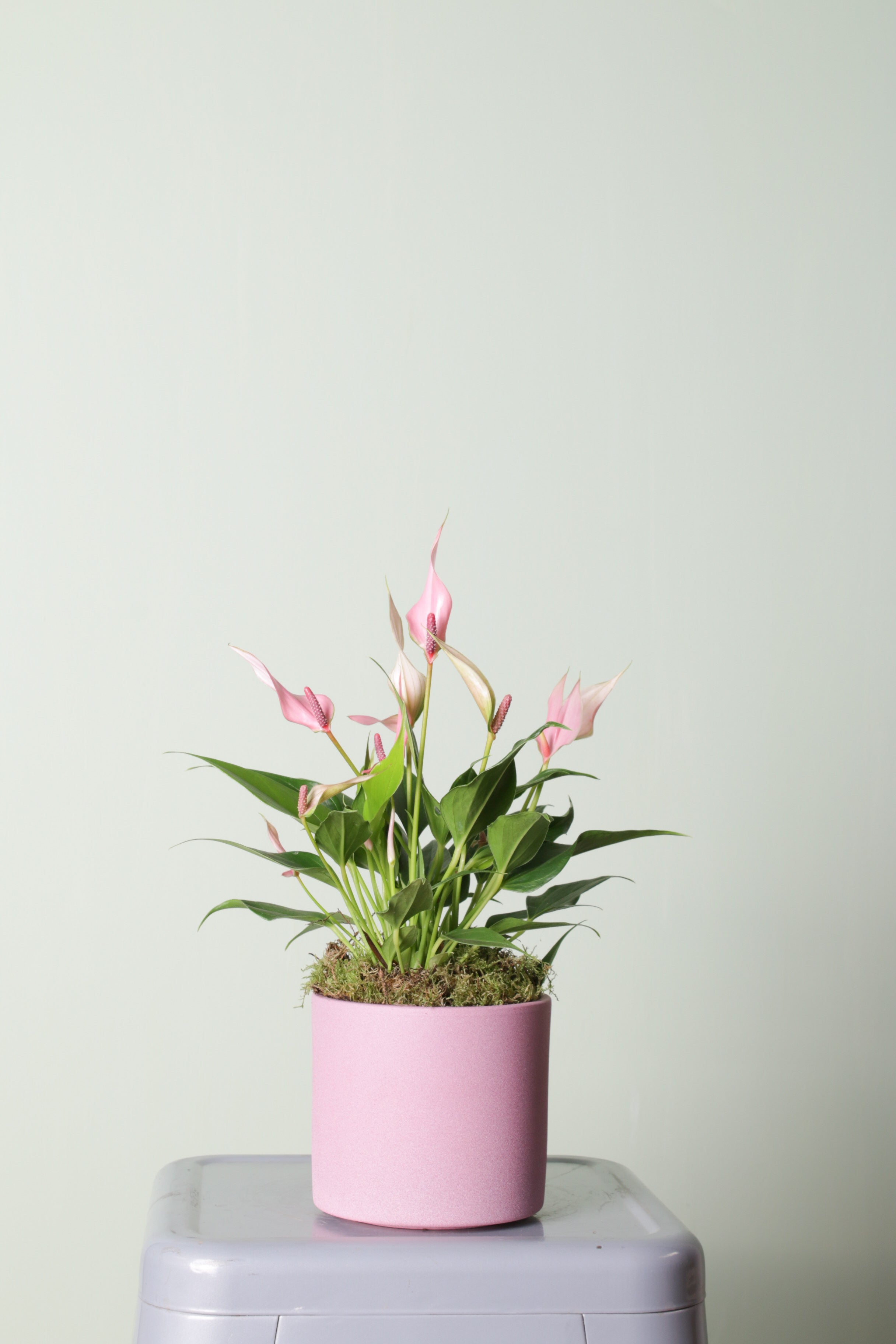 Jungleous-Tofu-Bitki-3-Milagron.com