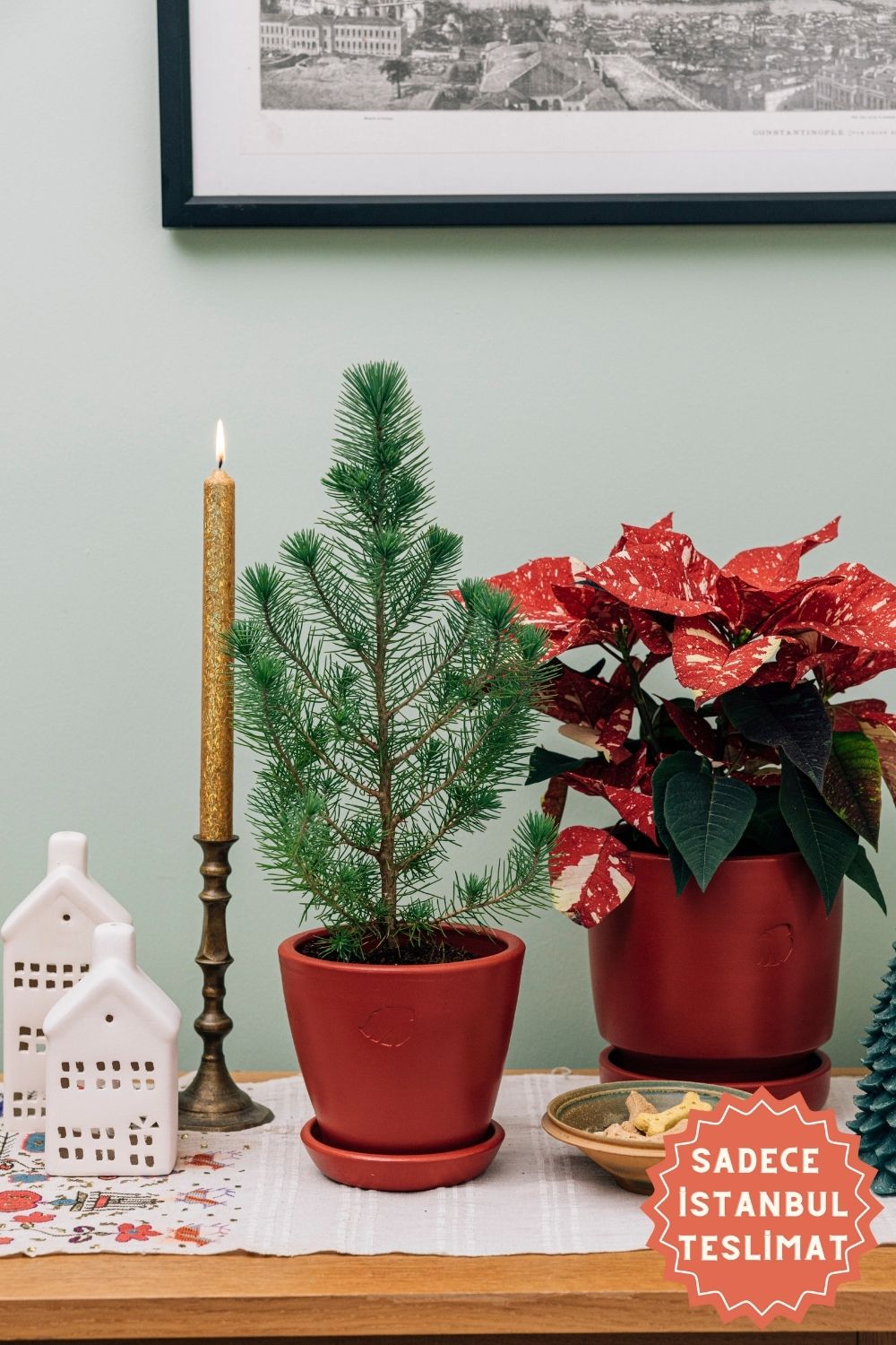 Jungleous-Yılbaşı Çamı - Pinus-Bitki-1-Milagron.com