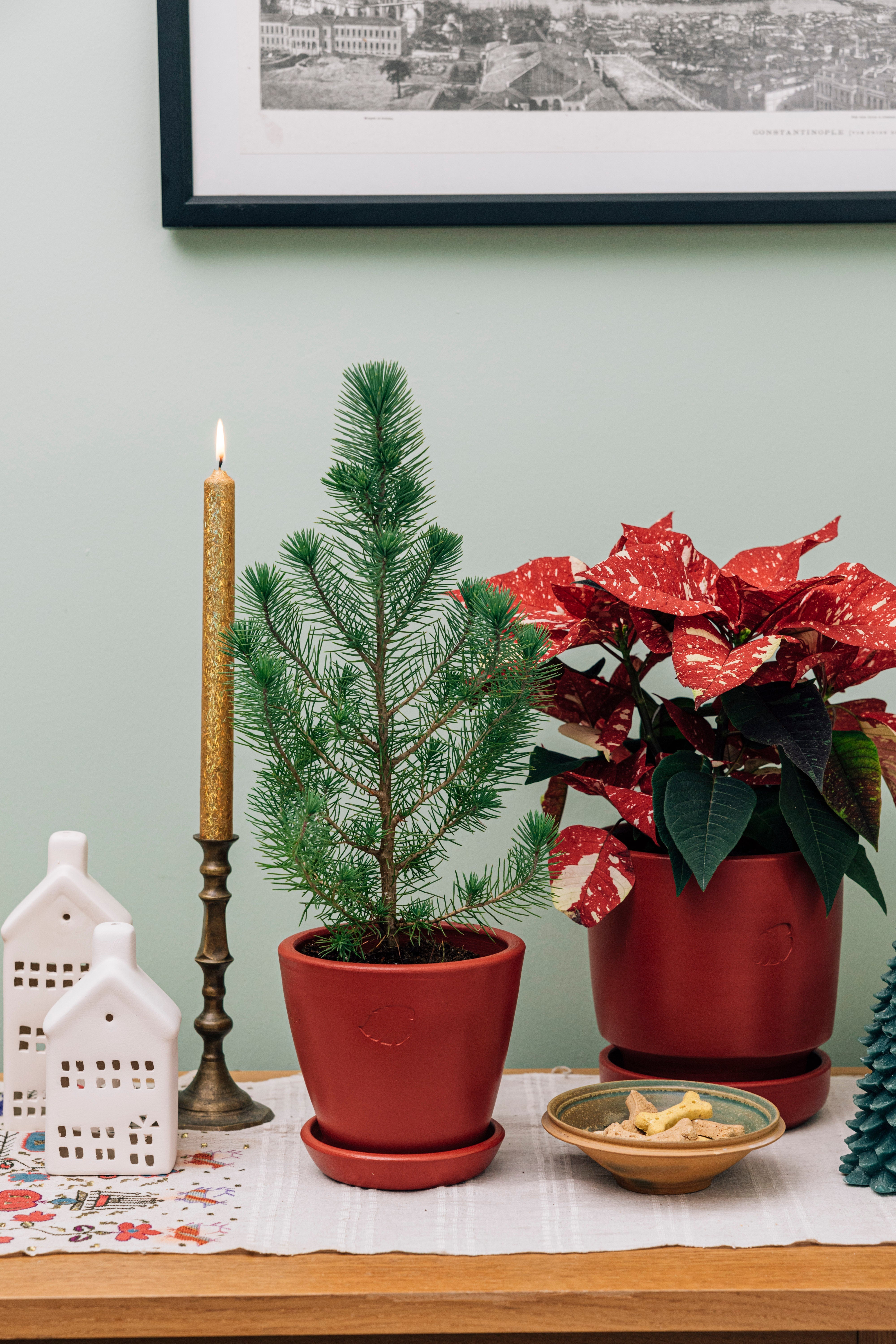 Jungleous-Yılbaşı Çamı - Pinus-Bitki-2-Milagron.com