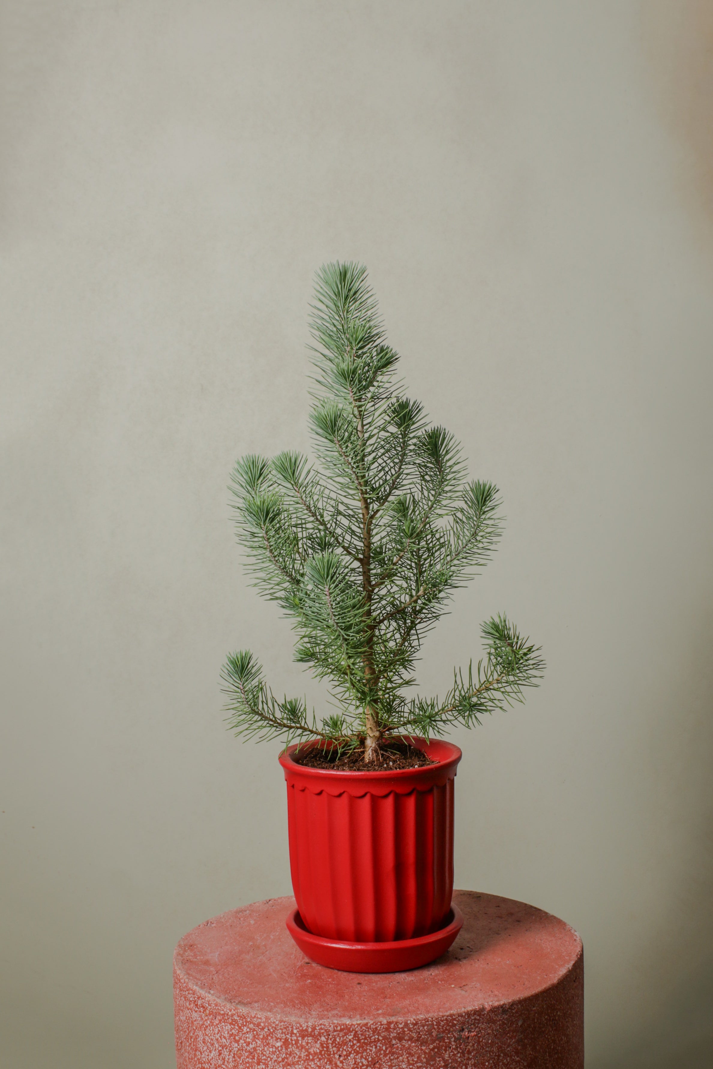 Jungleous-Yılbaşı Çamı - Pinus-Bitki-3-Milagron.com