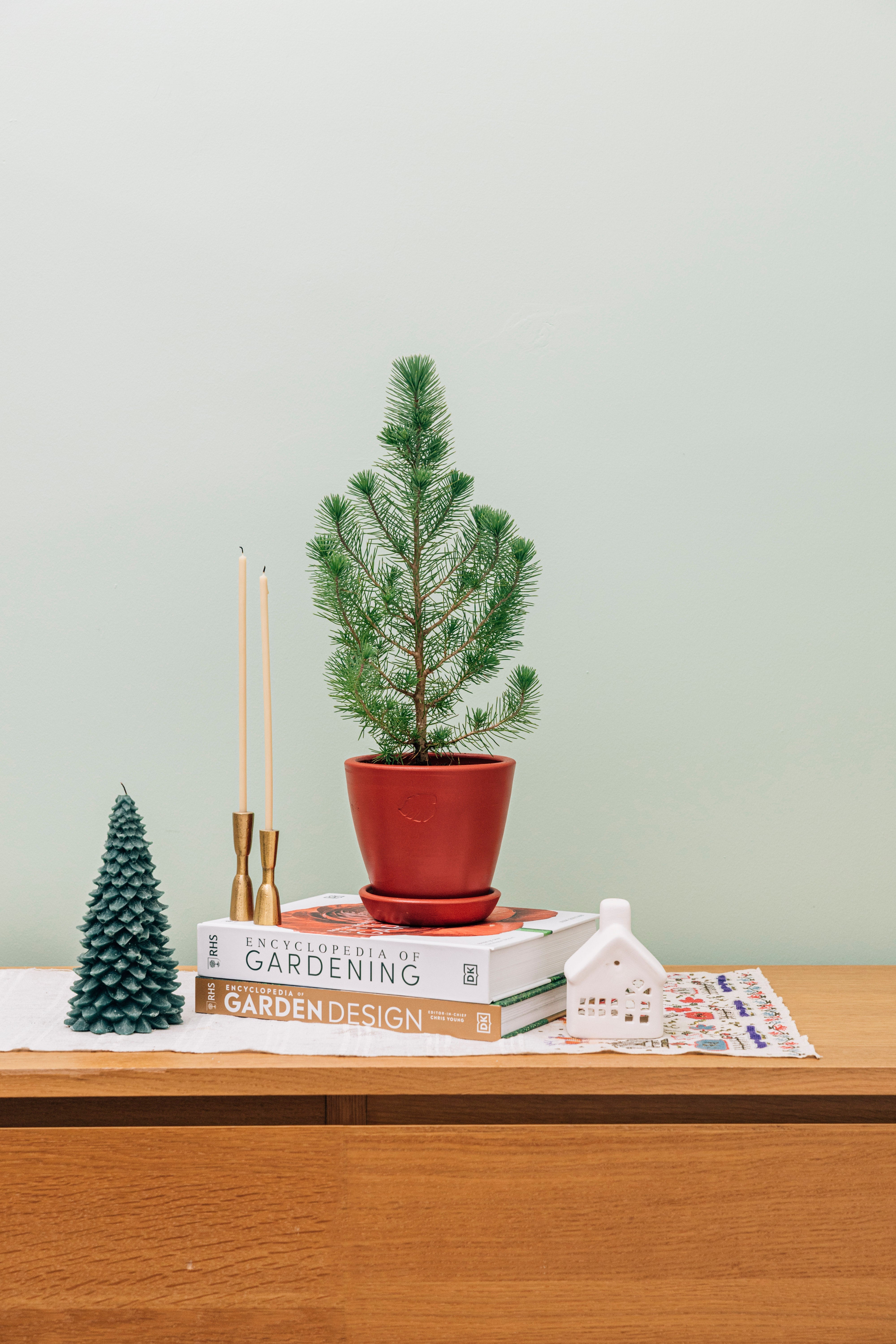 Jungleous-Yılbaşı Çamı - Pinus-Bitki-4-Milagron.com