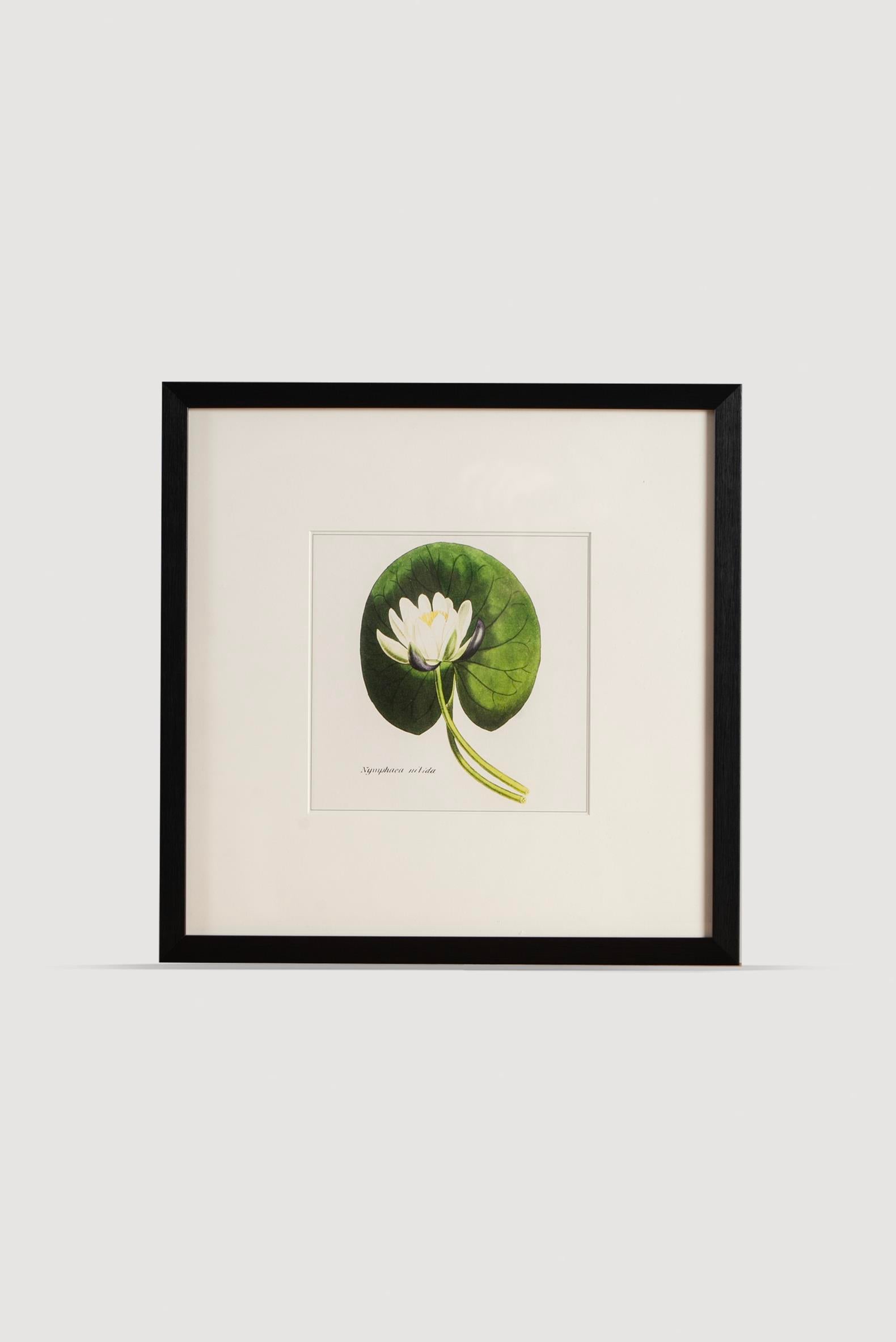 Lasttouch-Plant Serisi Tablo No:1-Tablo-1-Milagron.com