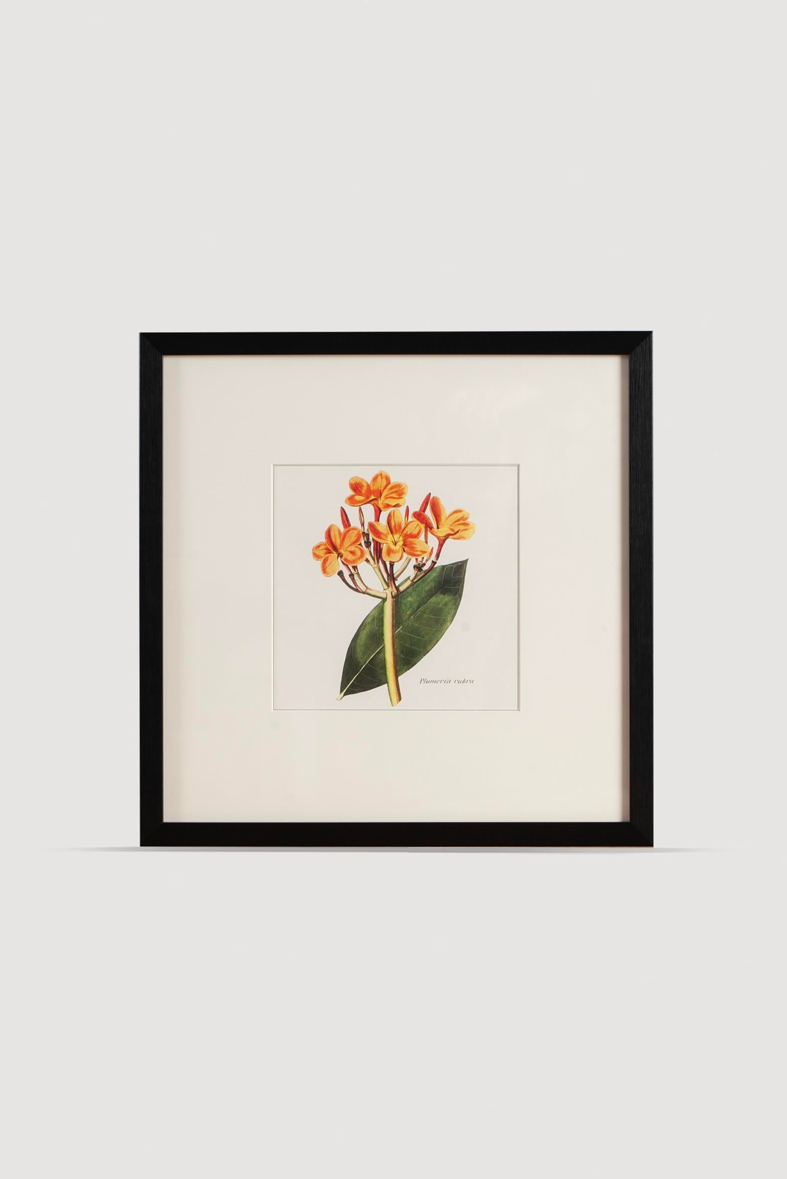 Lasttouch-Plant Serisi Tablo No:3-Tablo-1-Milagron.com