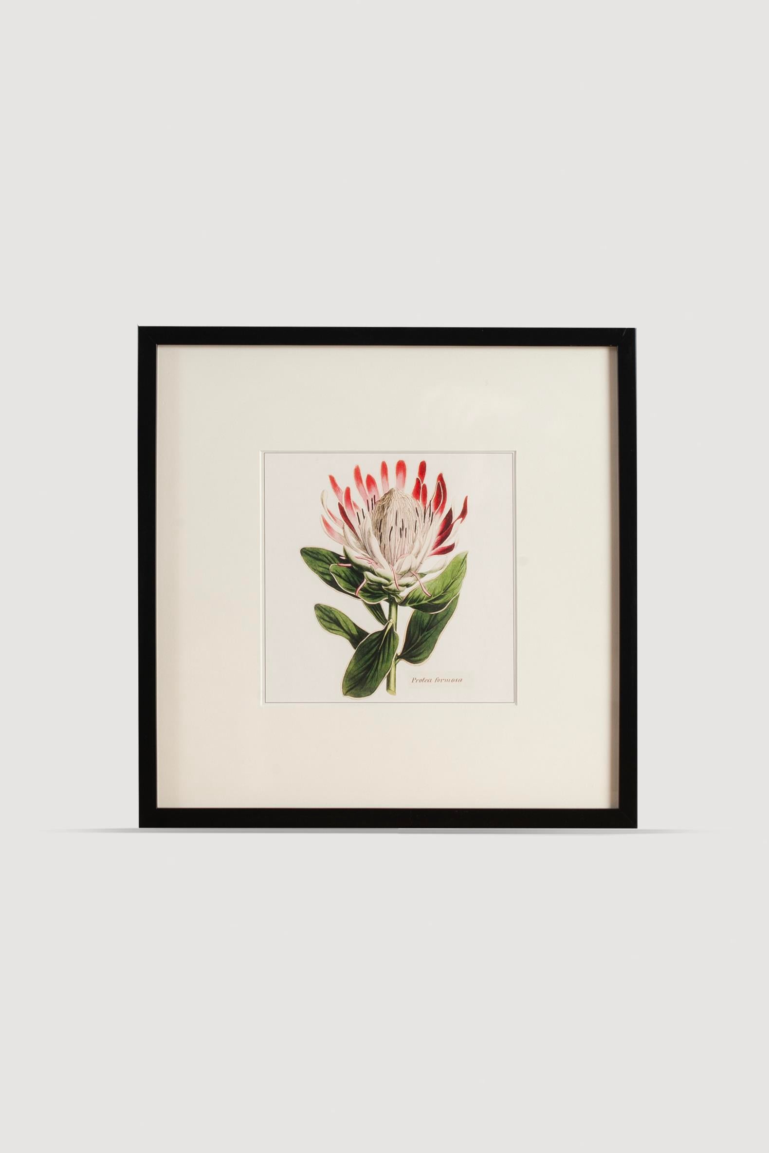 Lasttouch-Plant Serisi Tablo No:5-Tablo-1-Milagron.com