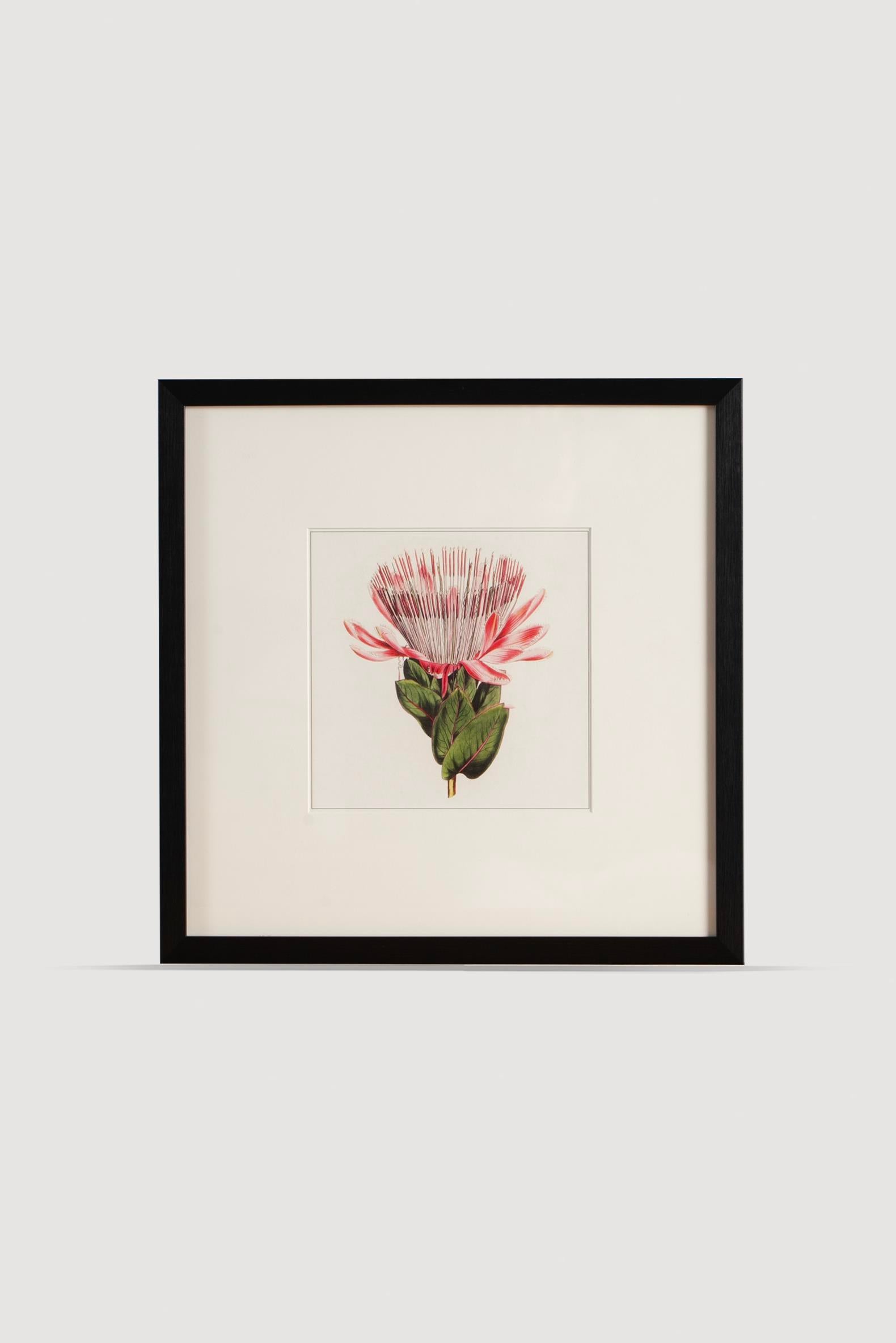 Lasttouch-Plant Serisi Tablo No:6-Tablo-1-Milagron.com