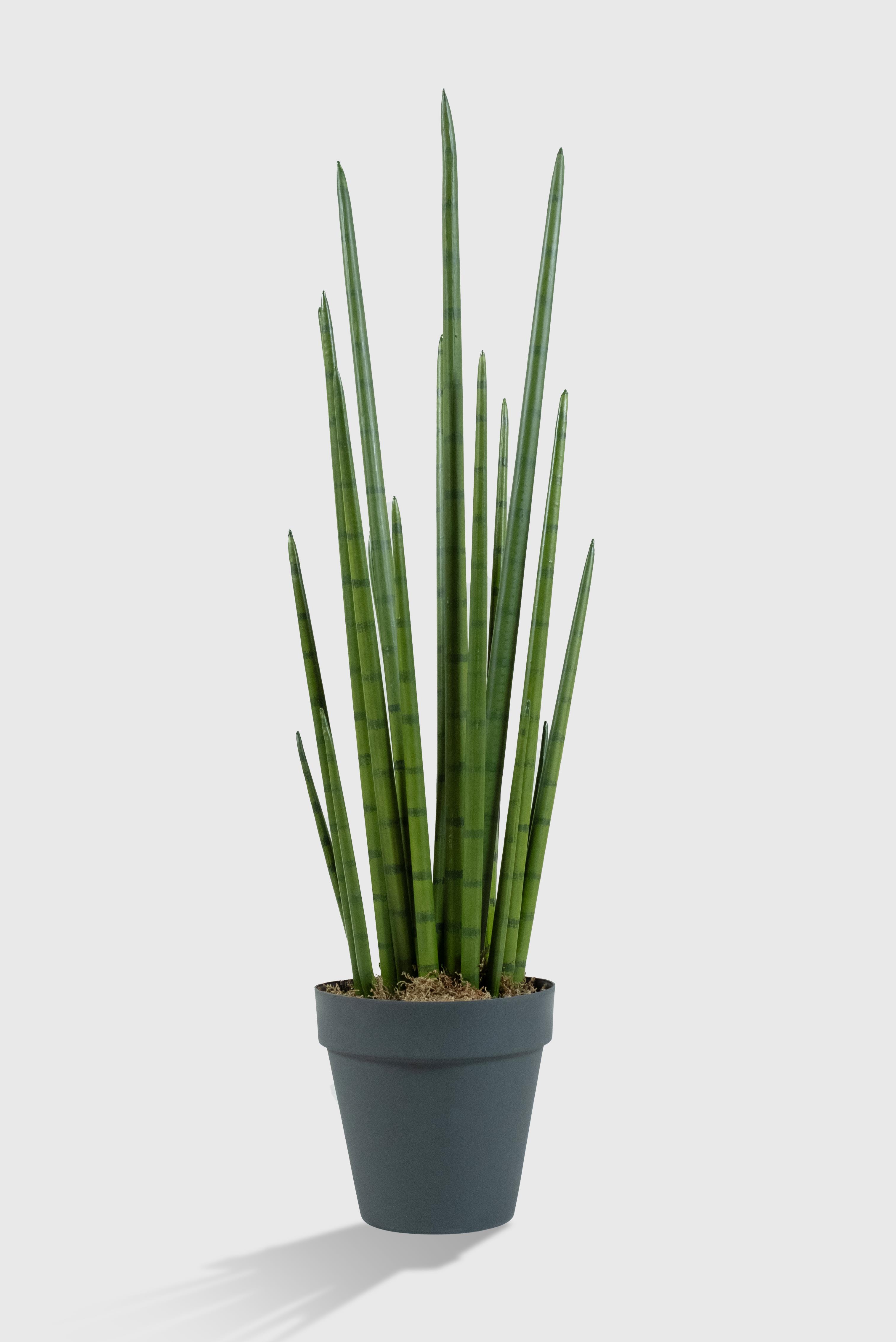 Lasttouch-Sansevieria Yapay Ağaç-Bitki-1-Milagron.com