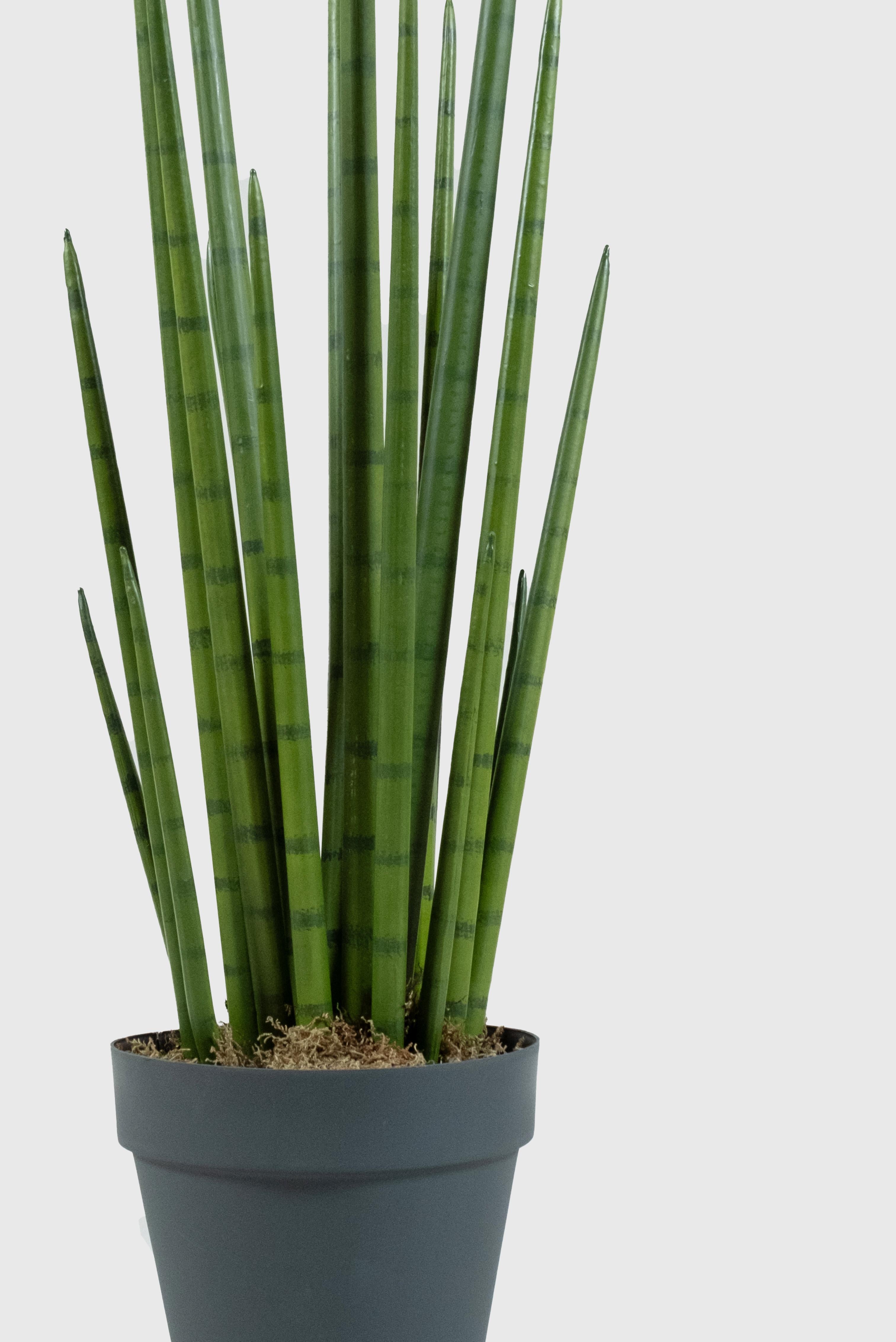Lasttouch-Sansevieria Yapay Ağaç-Bitki-2-Milagron.com