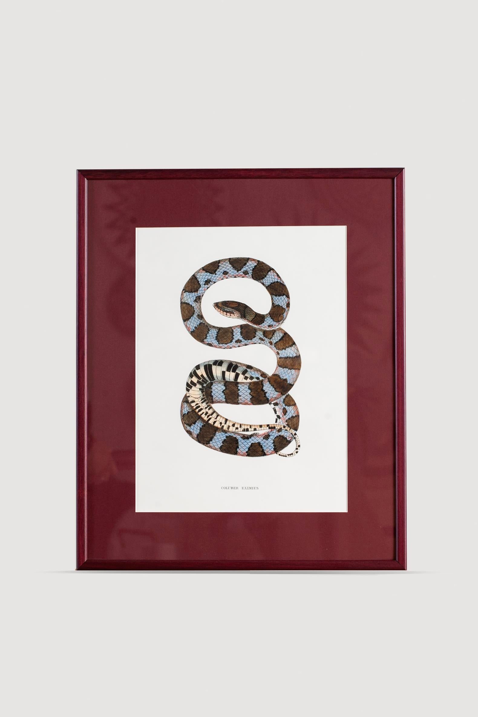 Lasttouch-Serpent Serisi Tablo No:1-Tablo-1-Milagron.com