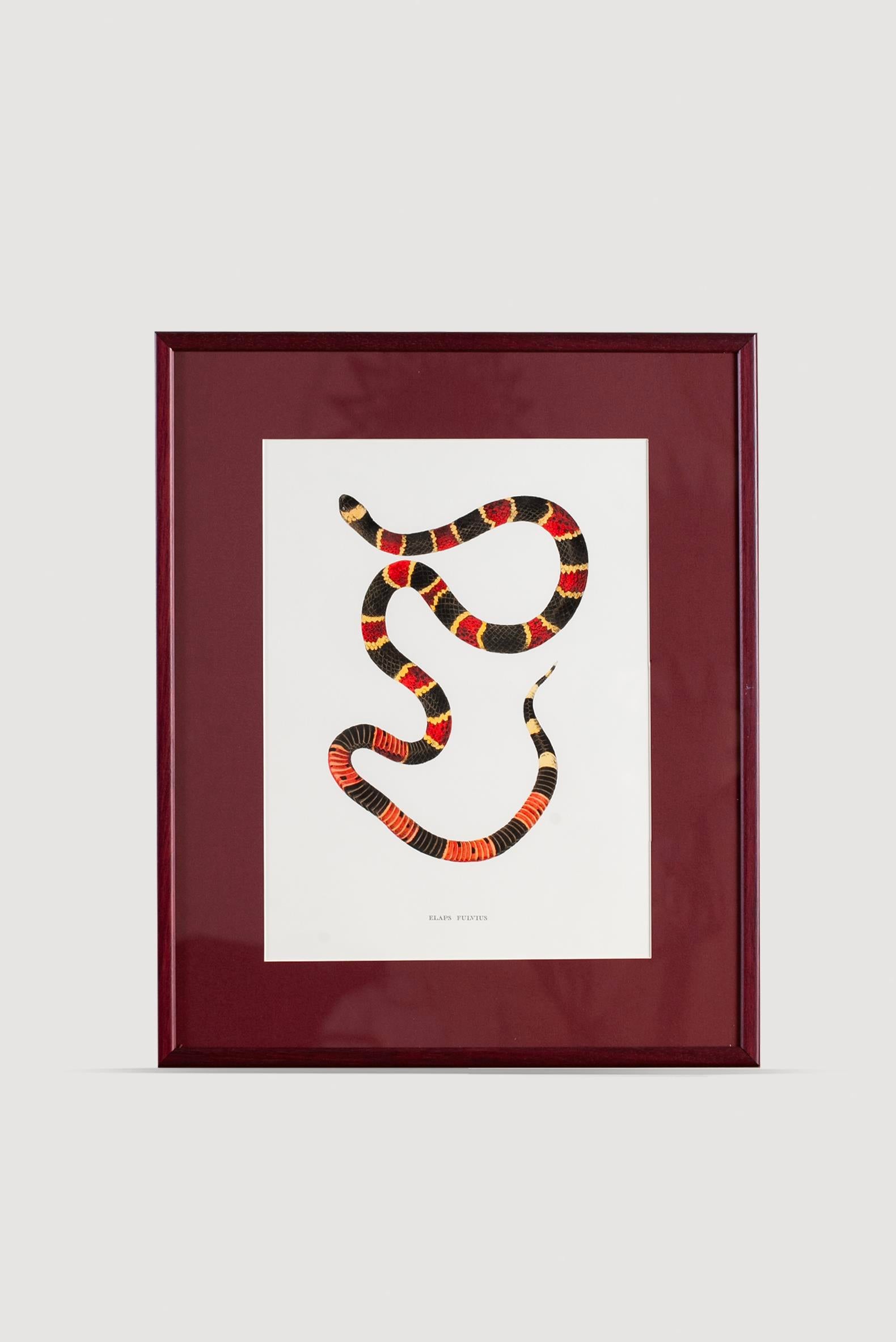 Lasttouch-Serpent Serisi Tablo No:7-Tablo-1-Milagron.com