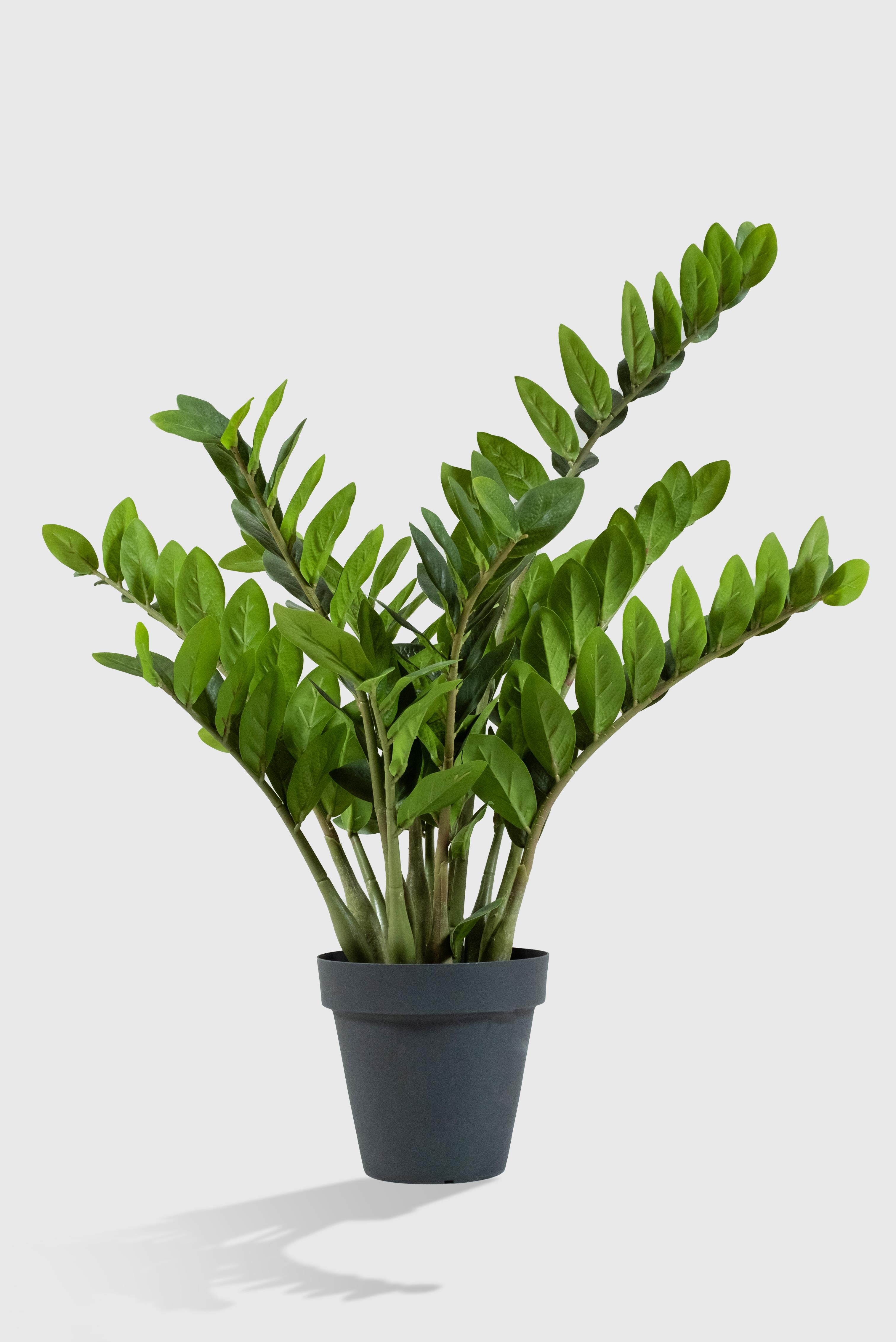 Lasttouch-Zamia Yapay Bitki-Bitki-1-Milagron.com