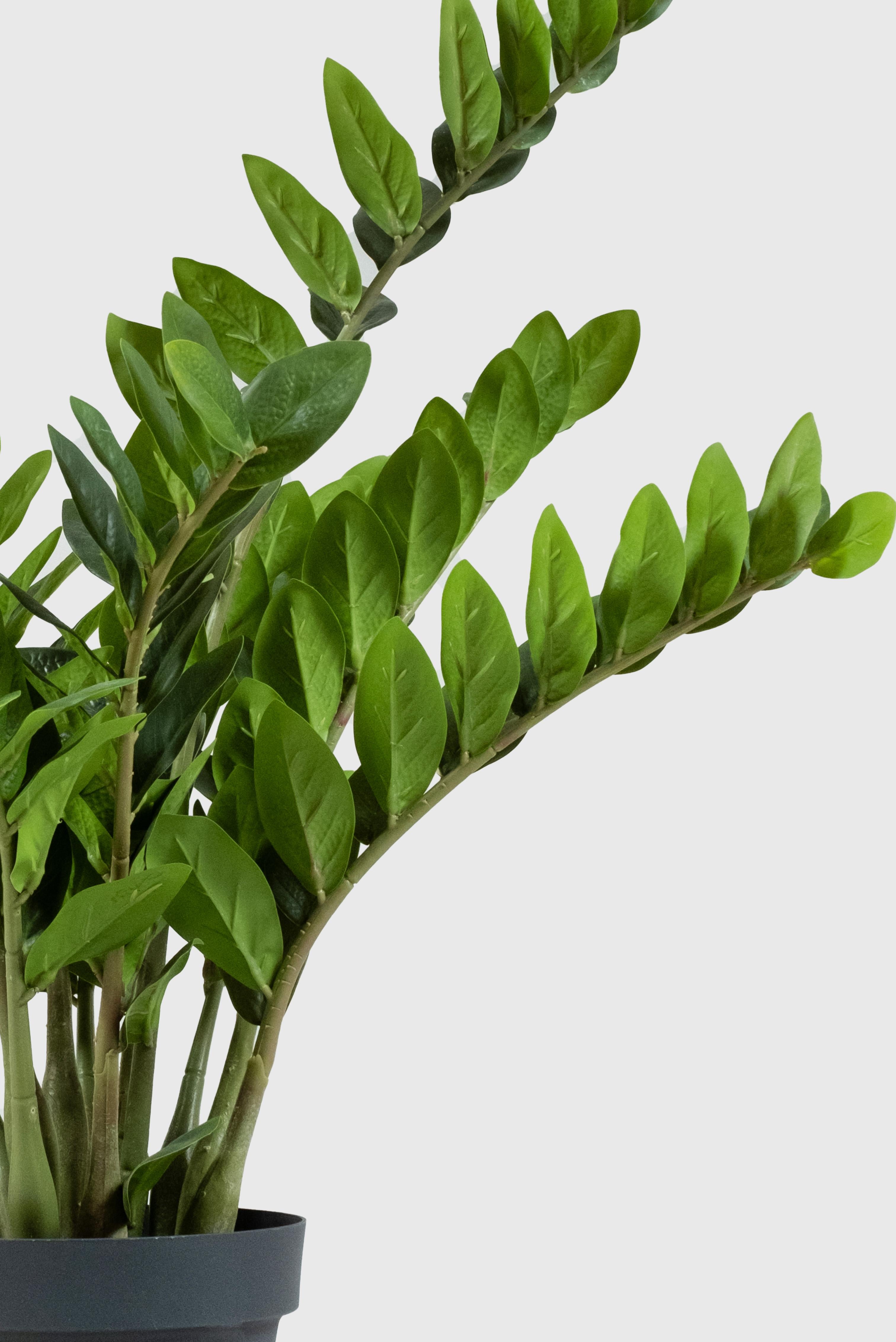 Lasttouch-Zamia Yapay Bitki-Bitki-2-Milagron.com