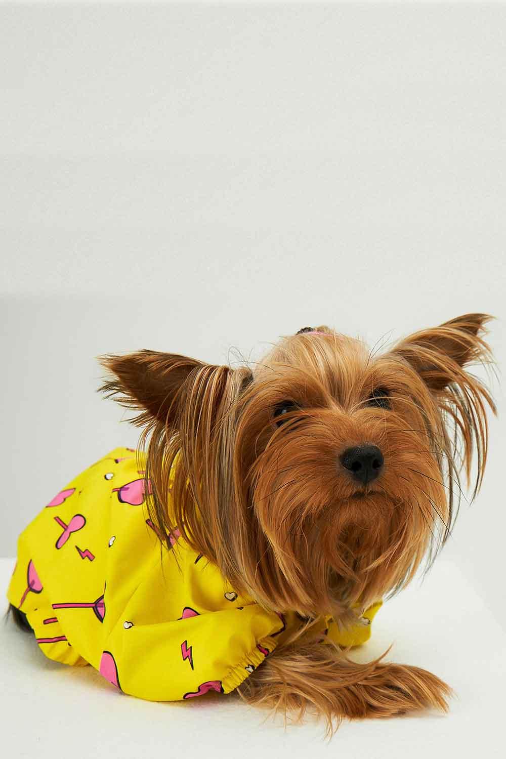 Little Monsters-Yellow Heart Candy Yağmurluk-Köpek-3-Milagron.com