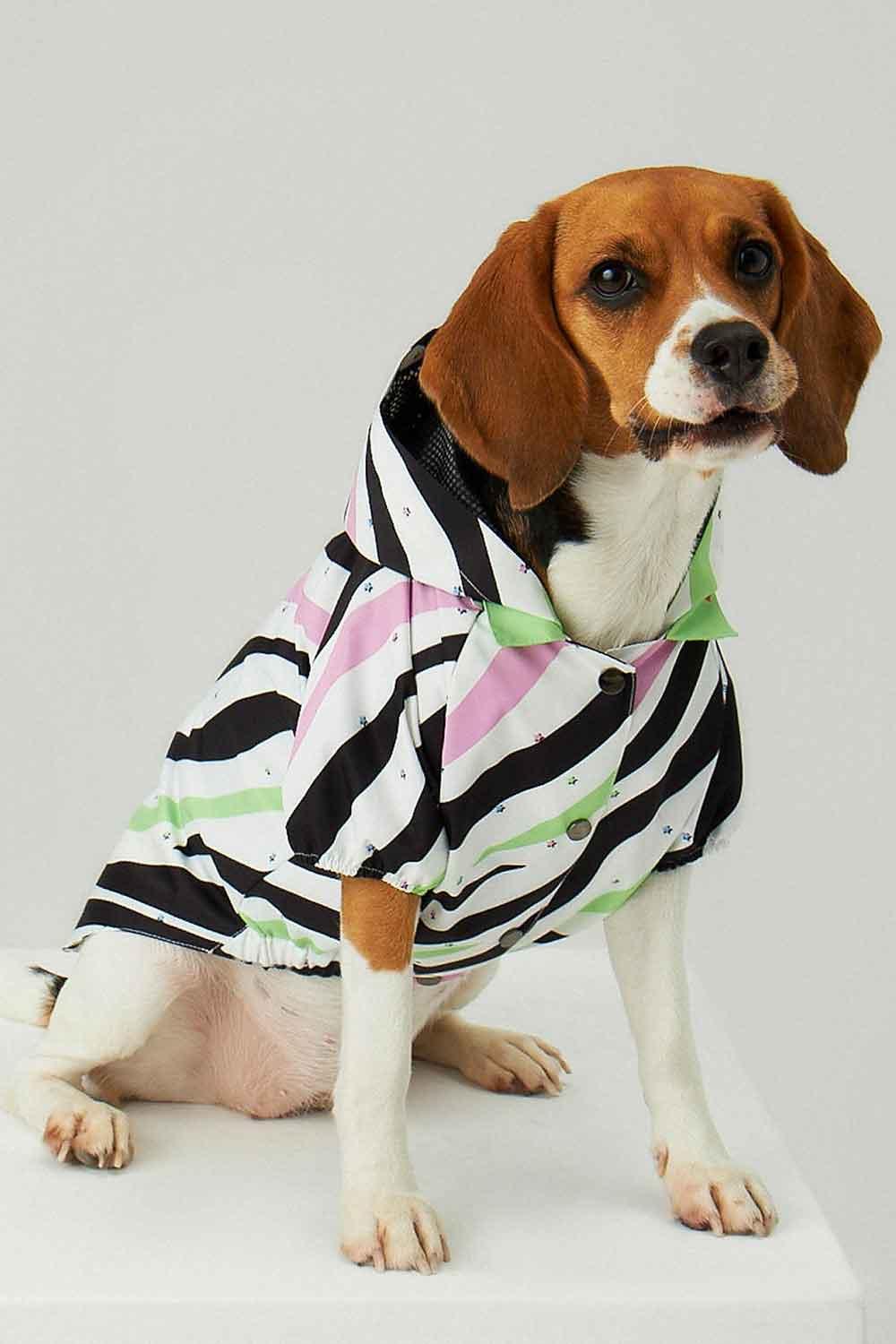 Little Monsters-Zebra Star Yağmurluk-Köpek-2-Milagron.com