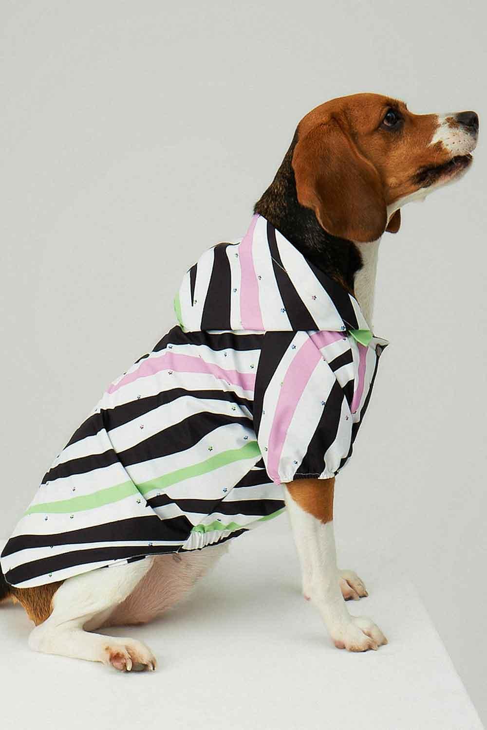 Little Monsters-Zebra Star Yağmurluk-Köpek-3-Milagron.com