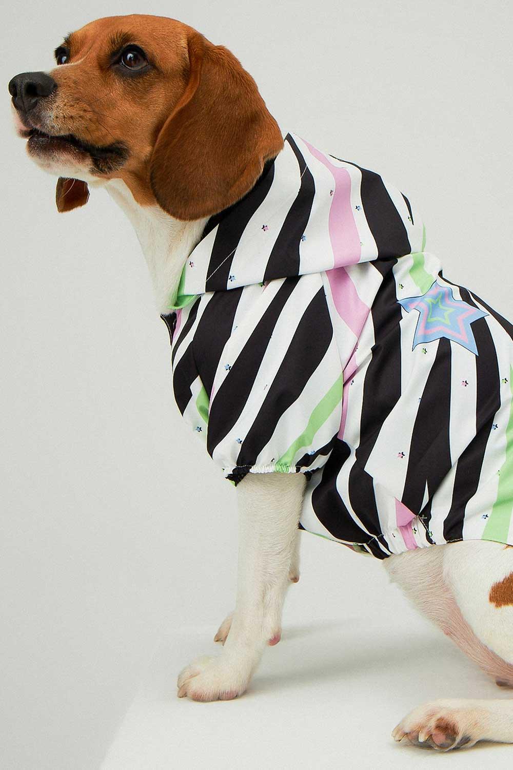 Little Monsters-Zebra Star Yağmurluk-Köpek-4-Milagron.com