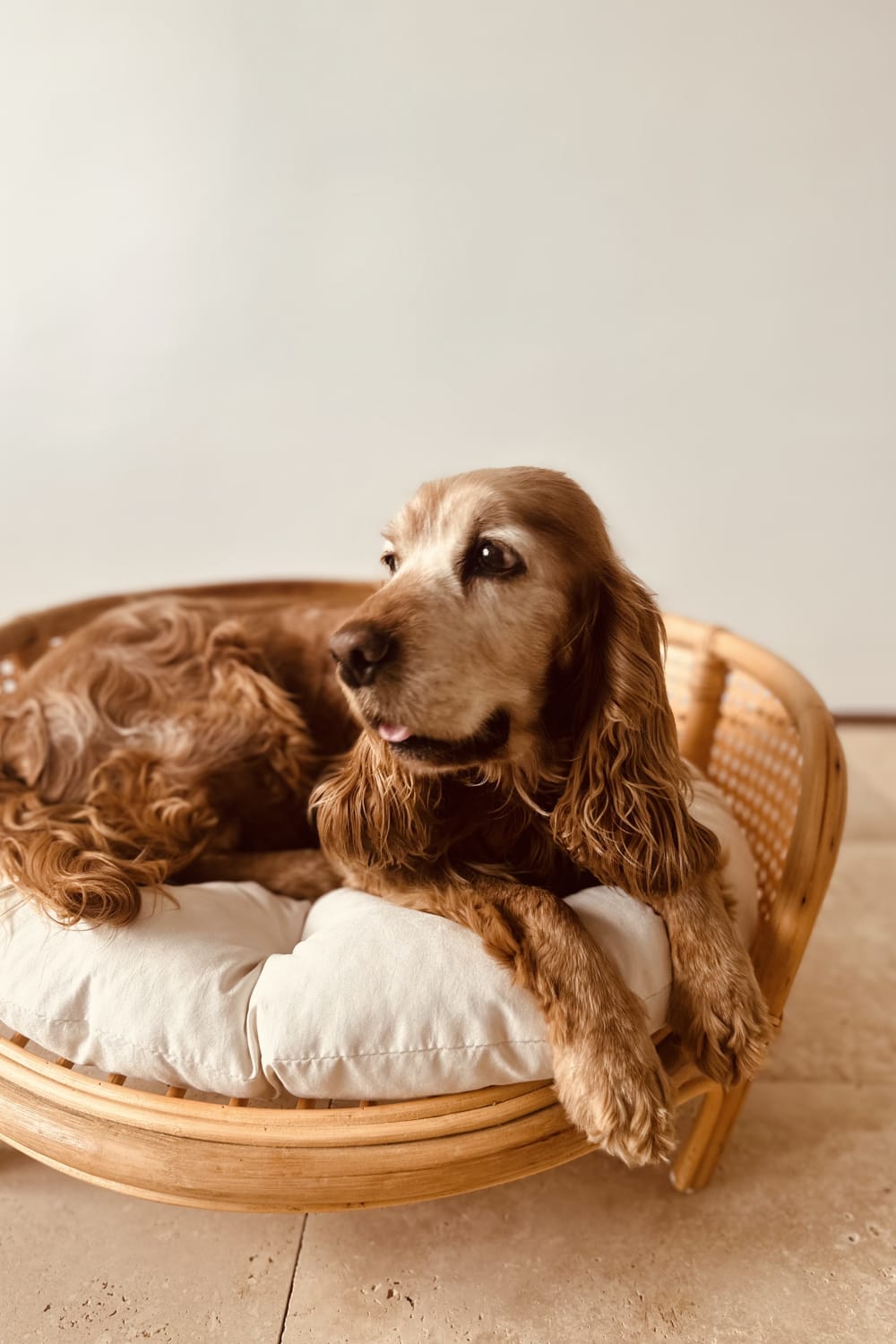 Lo-Fi House-Fleck Rattan Pet Yatağı-Köpek-1-Milagron.com