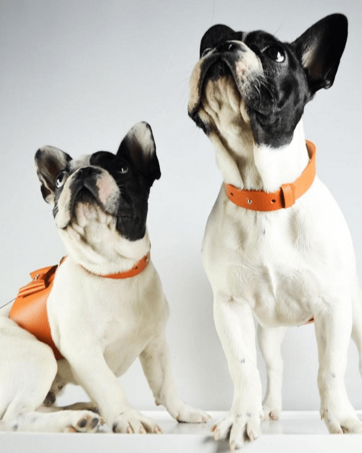 Bijou Dog Harness