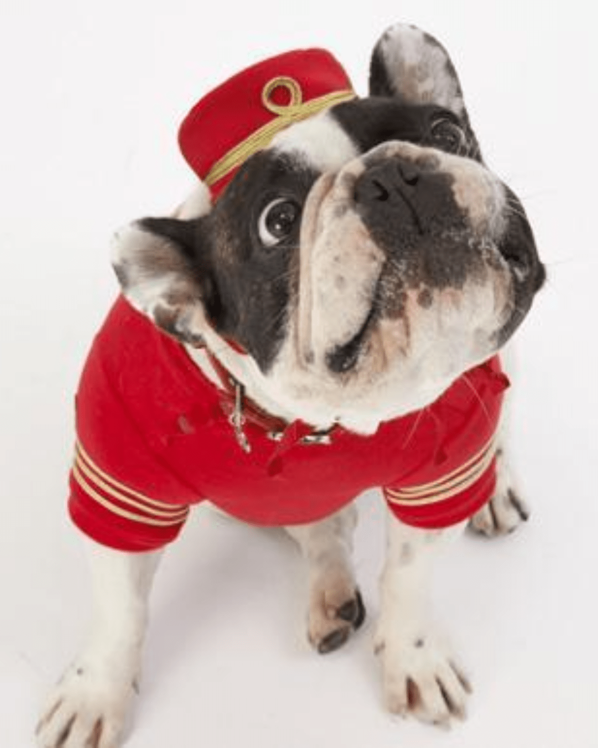 Empire Dog Sweatshirt