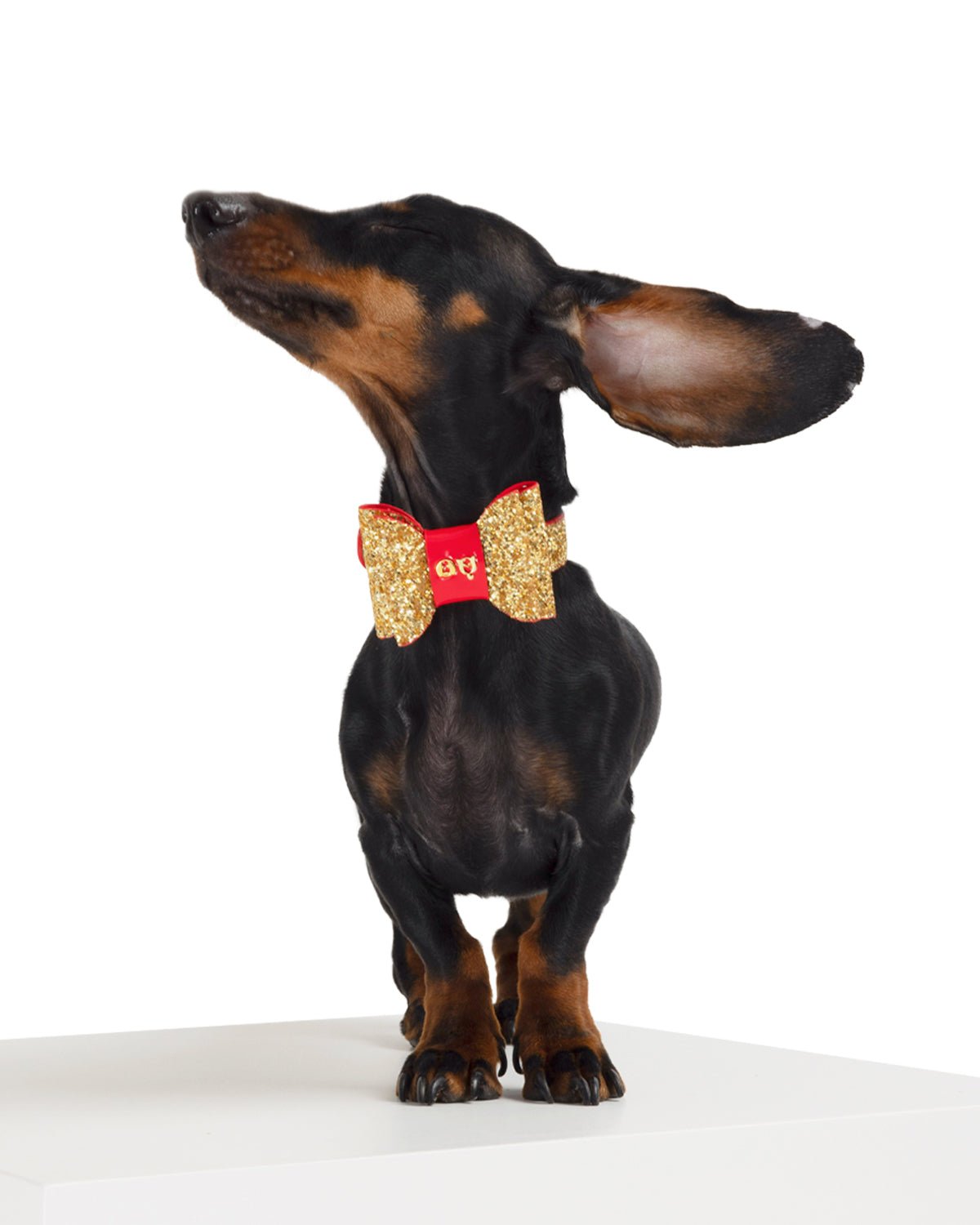 Glam Dog Collar