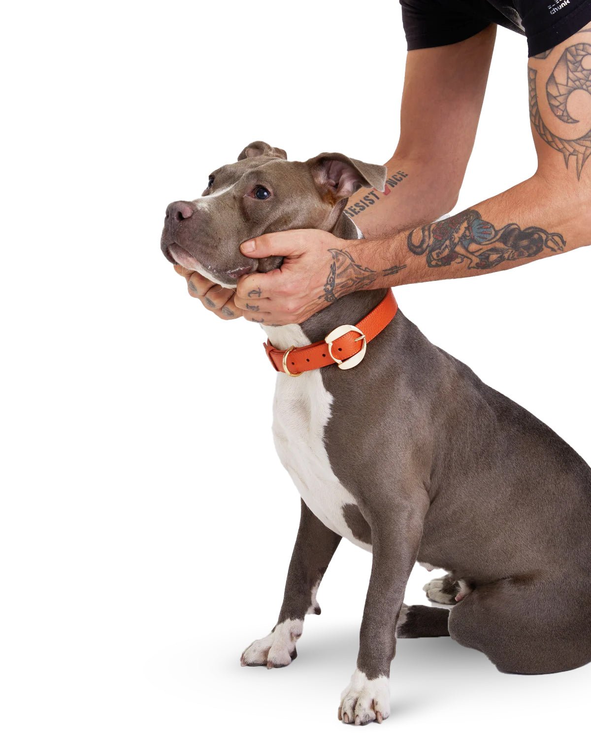 Hachiko Dog Collar