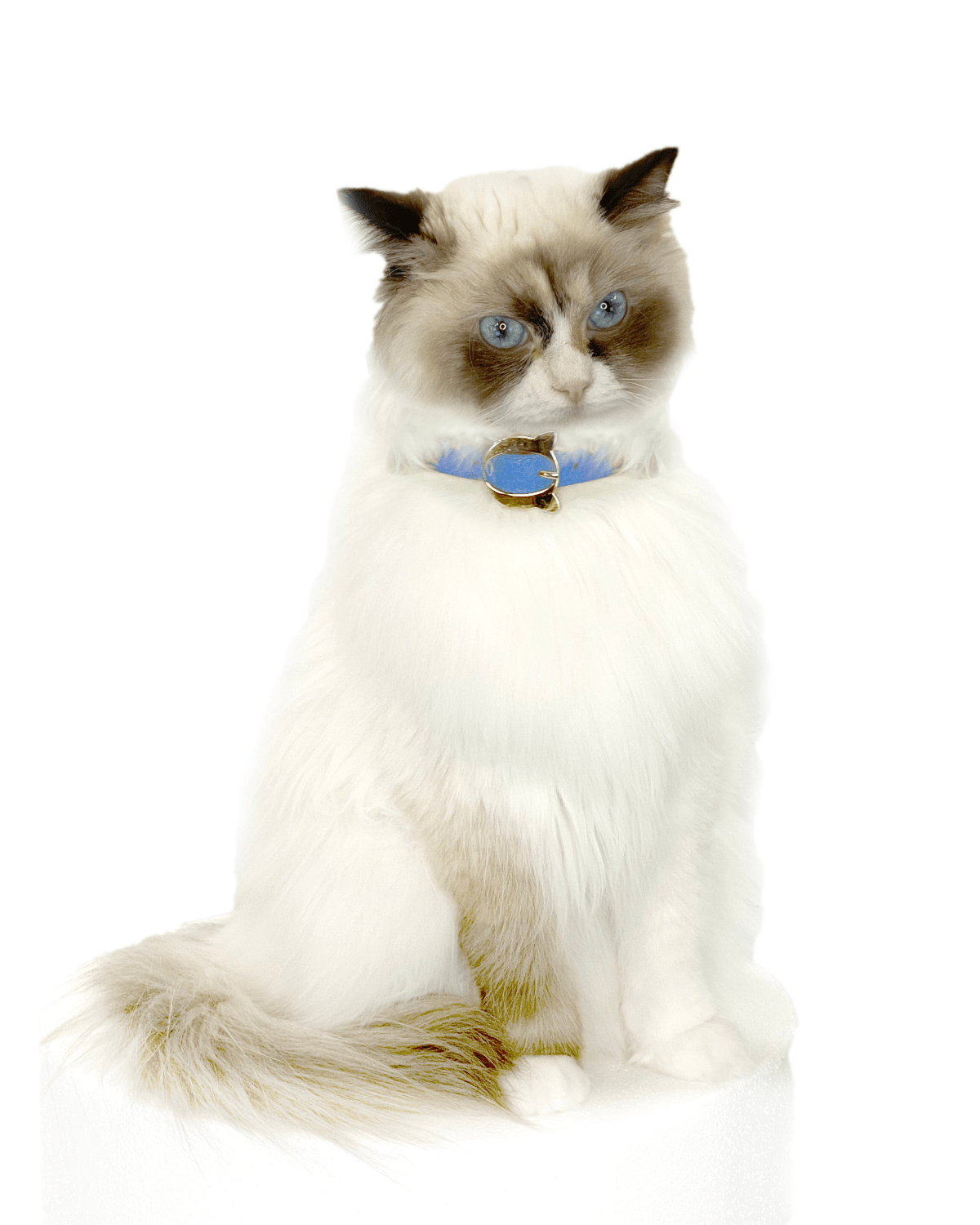 Lilo Cat Collar