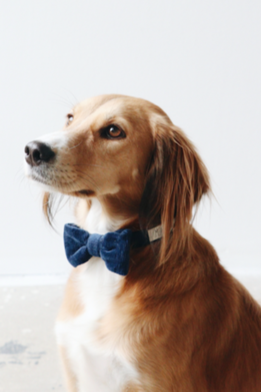 Mons Bons: Velvet Papyon - 0