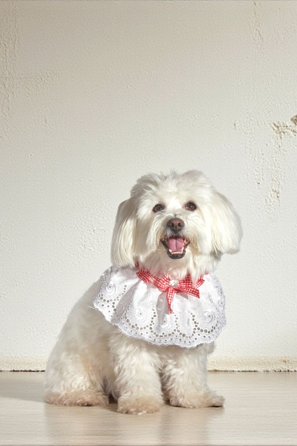 Pötikare Detaylı Köpek Vintage Fular / Yakalık - 0