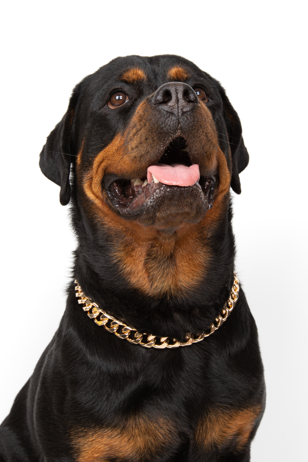 18mm Kalın Zincir Köpek Kolyesi - Altın Rengi - 0