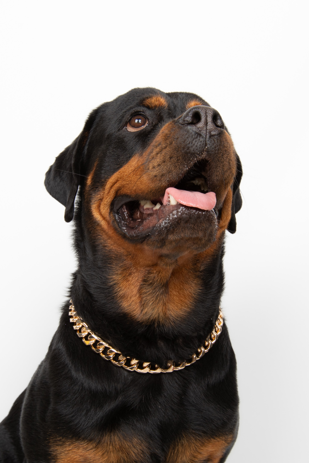 18mm Kalın Zincir Köpek Kolyesi - Altın Rengi - 1