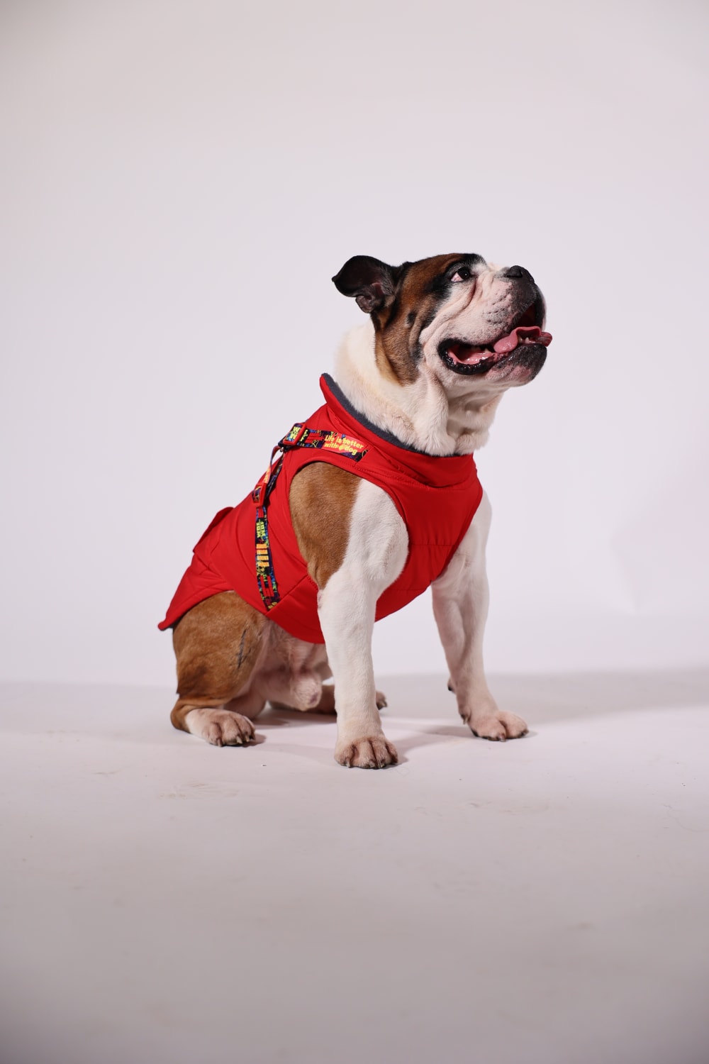 Pawlook-Pawlook, Göğüs Tasmalı, Köpek Montu, Köpek Yağmurluğu, Siyah-Köpek-4-Milagron.com