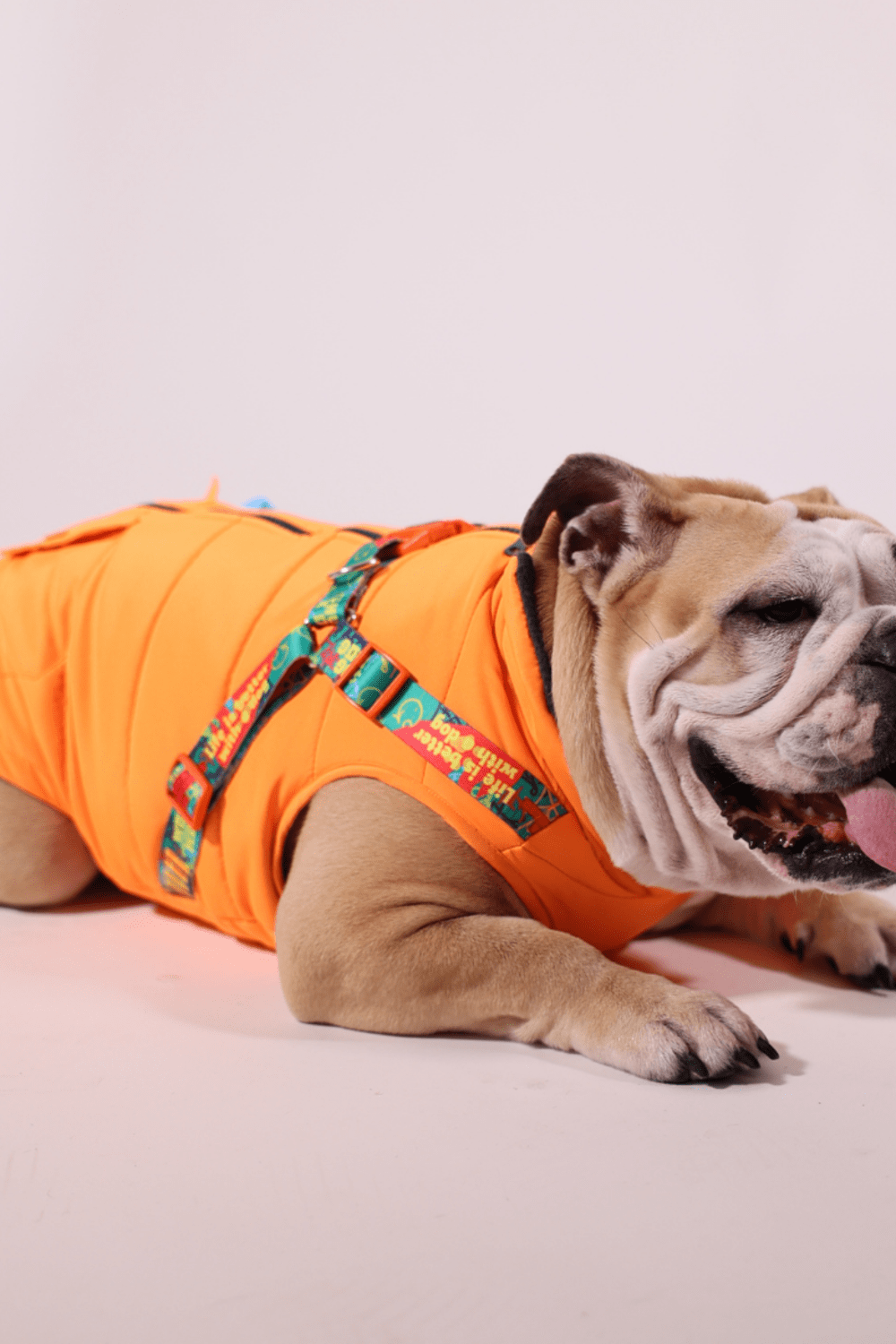 Pawlook-Pawlook , Göğüs Tasmalı, Köpek Montu, Köpek Yağmurluğu, Turuncu-Köpek-2-Milagron.com