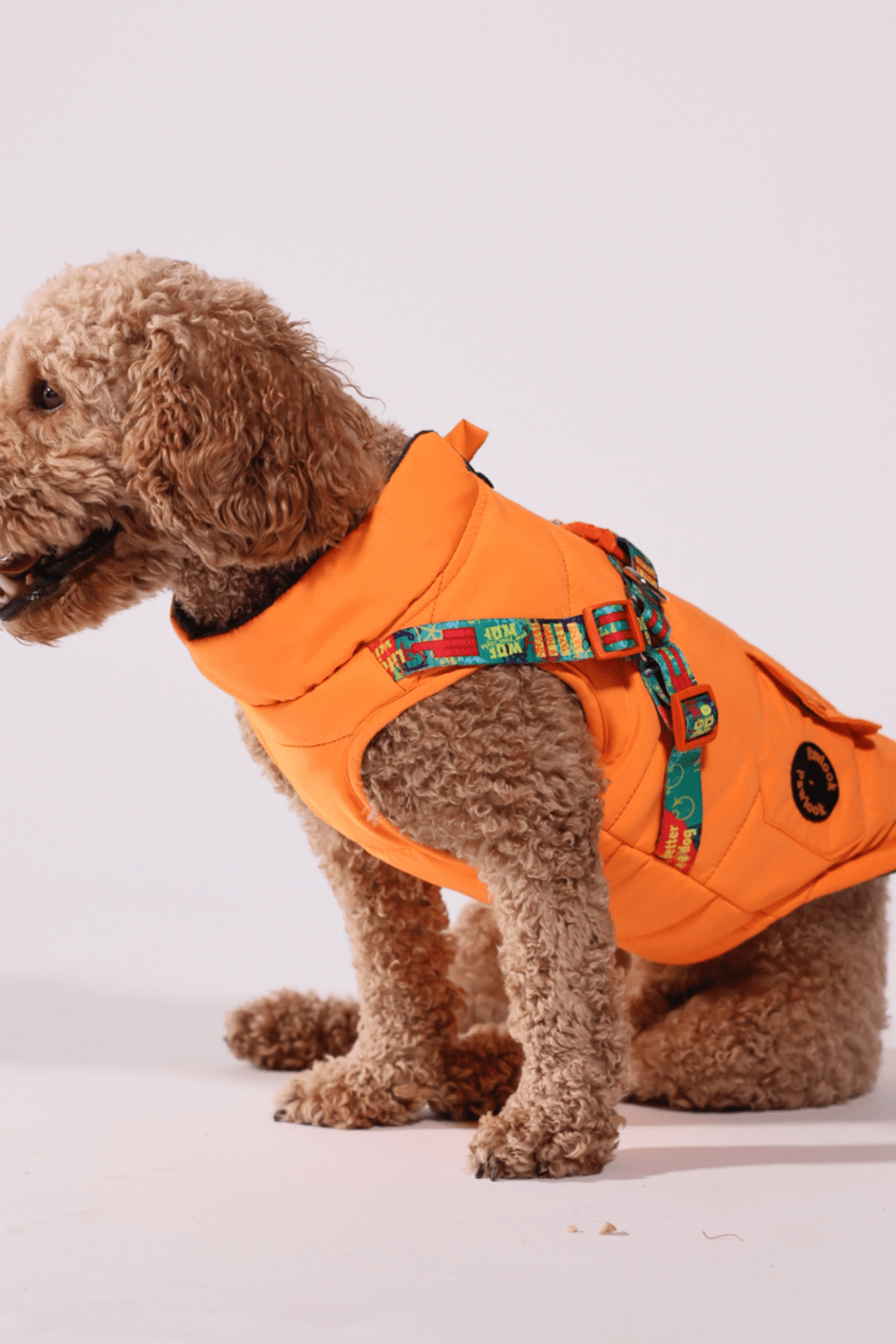 Pawlook-Pawlook , Göğüs Tasmalı, Köpek Montu, Köpek Yağmurluğu, Turuncu-Köpek-3-Milagron.com