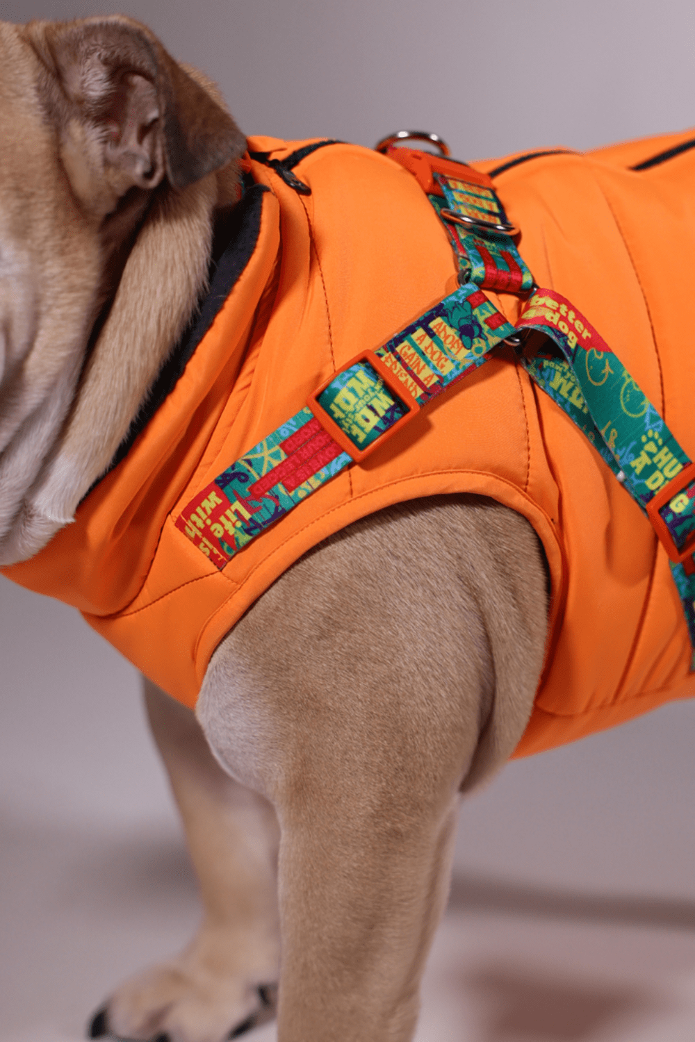 Pawlook-Pawlook , Göğüs Tasmalı, Köpek Montu, Köpek Yağmurluğu, Turuncu-Köpek-5-Milagron.com