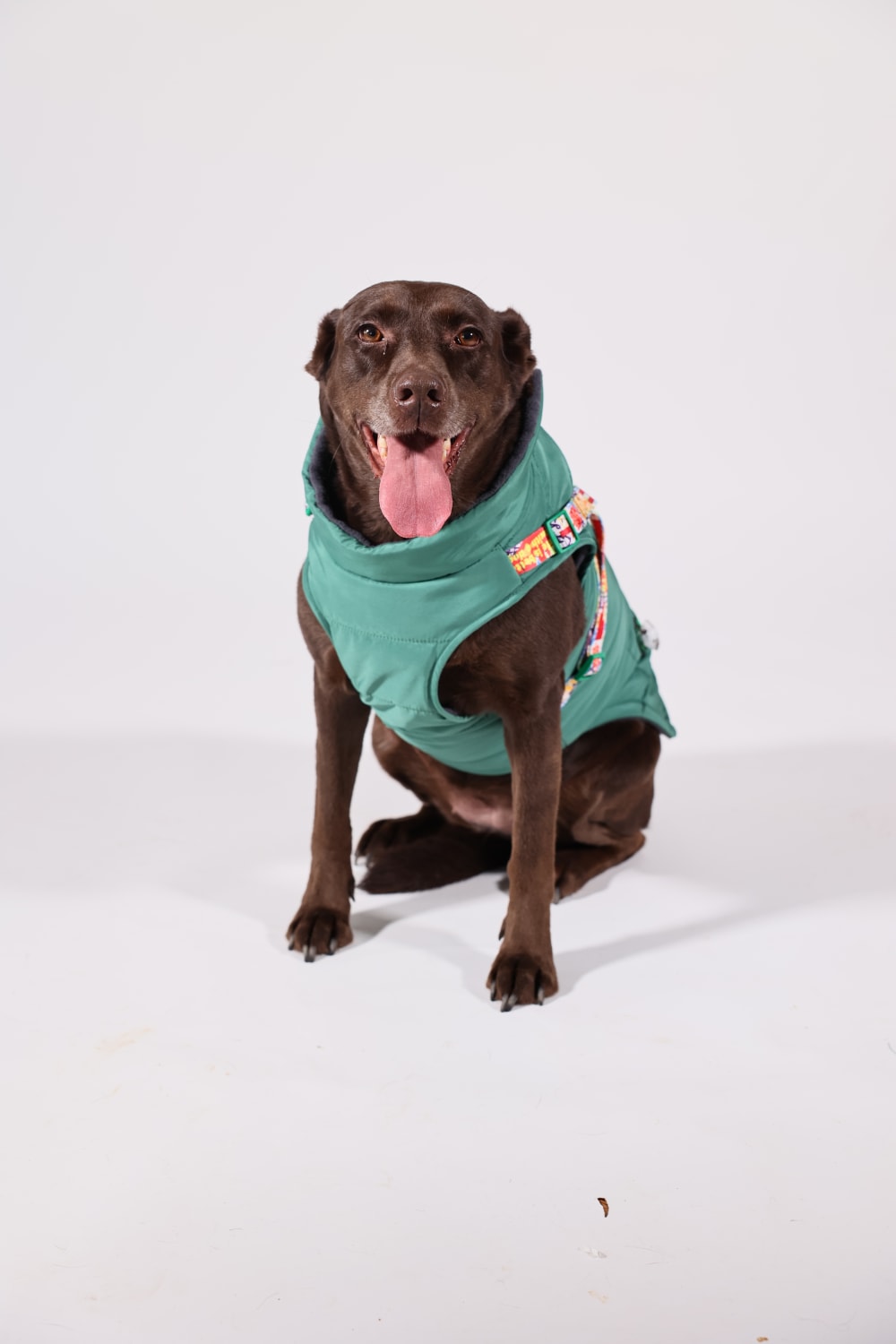 Pawlook-Pawlook , Göğüs Tasmalı, Köpek Montu, Köpek Yağmurluğu, Yeşil-Köpek-2-Milagron.com