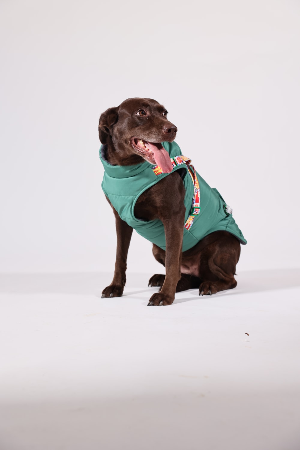 Pawlook-Pawlook , Göğüs Tasmalı, Köpek Montu, Köpek Yağmurluğu, Yeşil-Köpek-5-Milagron.com