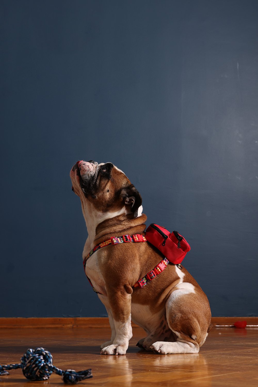 Pawlook-Pawlook, Köpek Sırt Çantası, Köpek Göğüs Tasması, Kırmızı-Köpek-1-Milagron.com