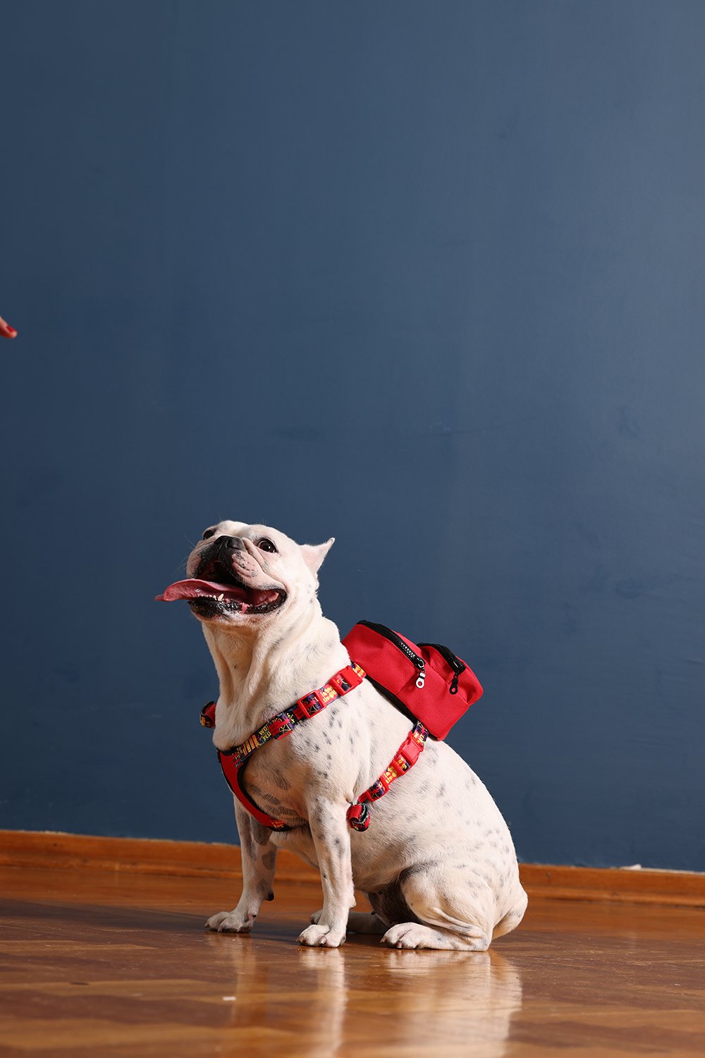 Pawlook-Pawlook, Köpek Sırt Çantası, Köpek Göğüs Tasması, Kırmızı-Köpek-2-Milagron.com