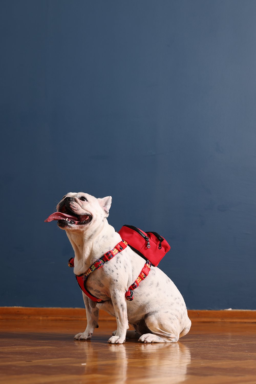 Pawlook-Pawlook, Köpek Sırt Çantası, Köpek Göğüs Tasması, Kırmızı-Köpek-3-Milagron.com