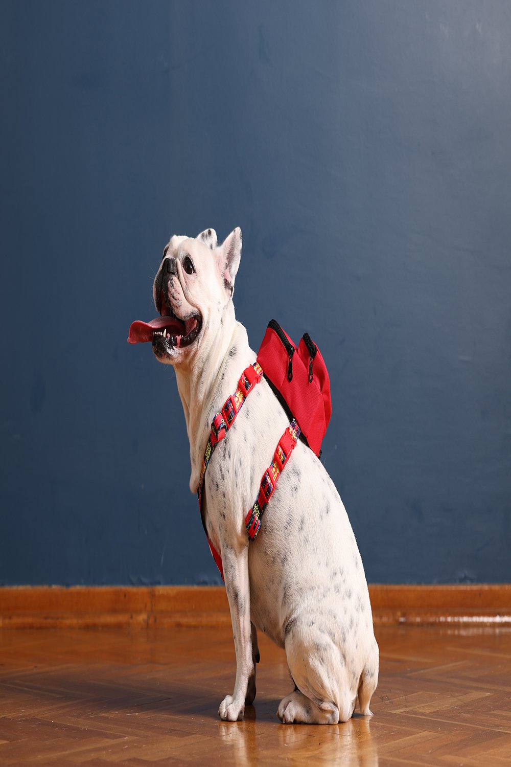 Pawlook-Pawlook, Köpek Sırt Çantası, Köpek Göğüs Tasması, Kırmızı-Köpek-5-Milagron.com