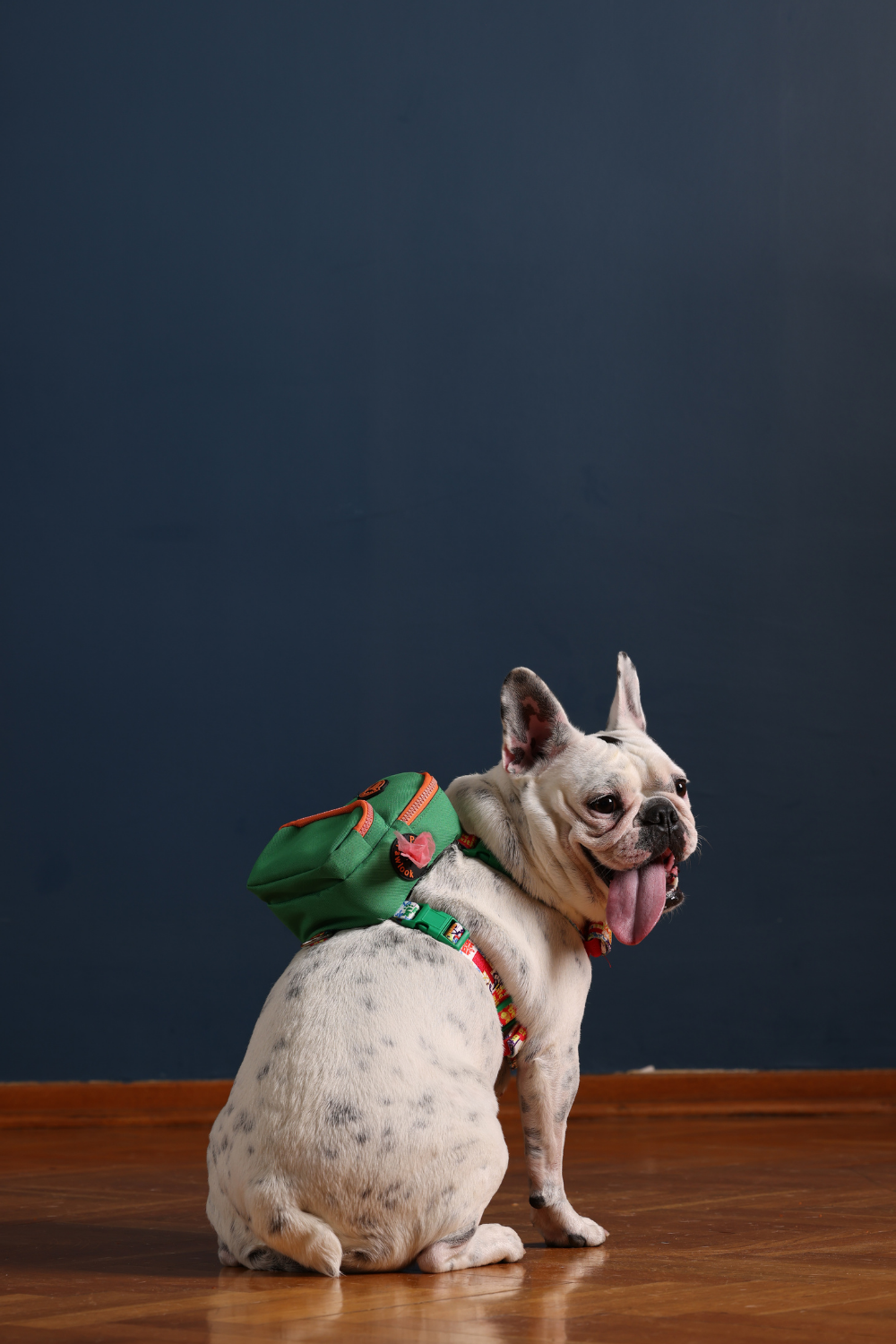 Pawlook-Pawlook, Köpek Sırt Çantası, Köpek Göğüs Tasması-Köpek-2-Milagron.com