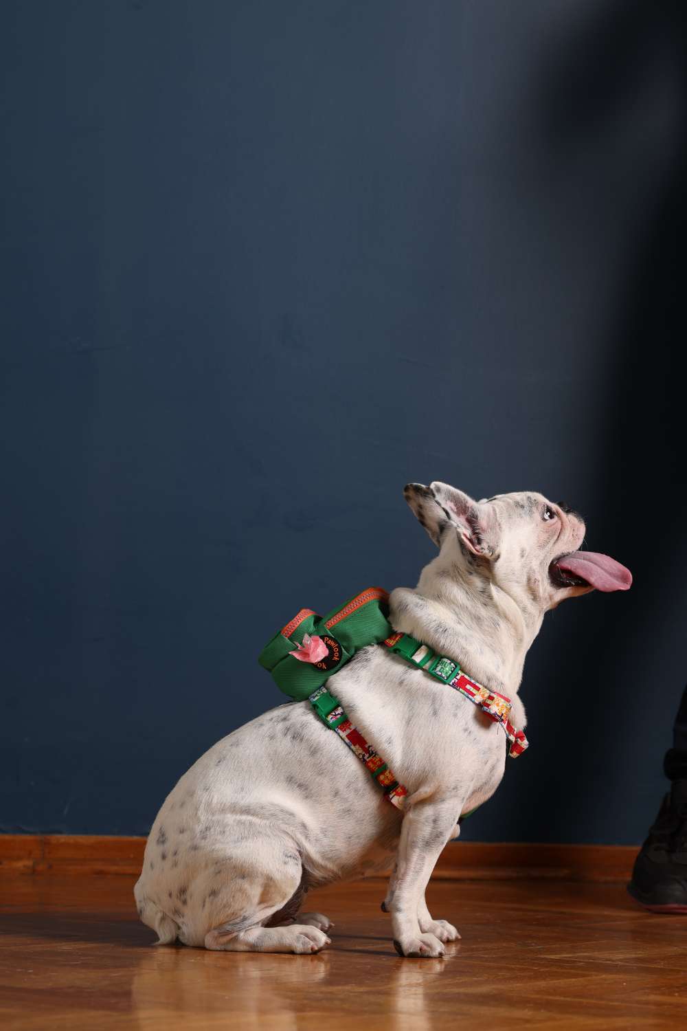 Pawlook-Pawlook, Köpek Sırt Çantası, Köpek Göğüs Tasması-Köpek-3-Milagron.com