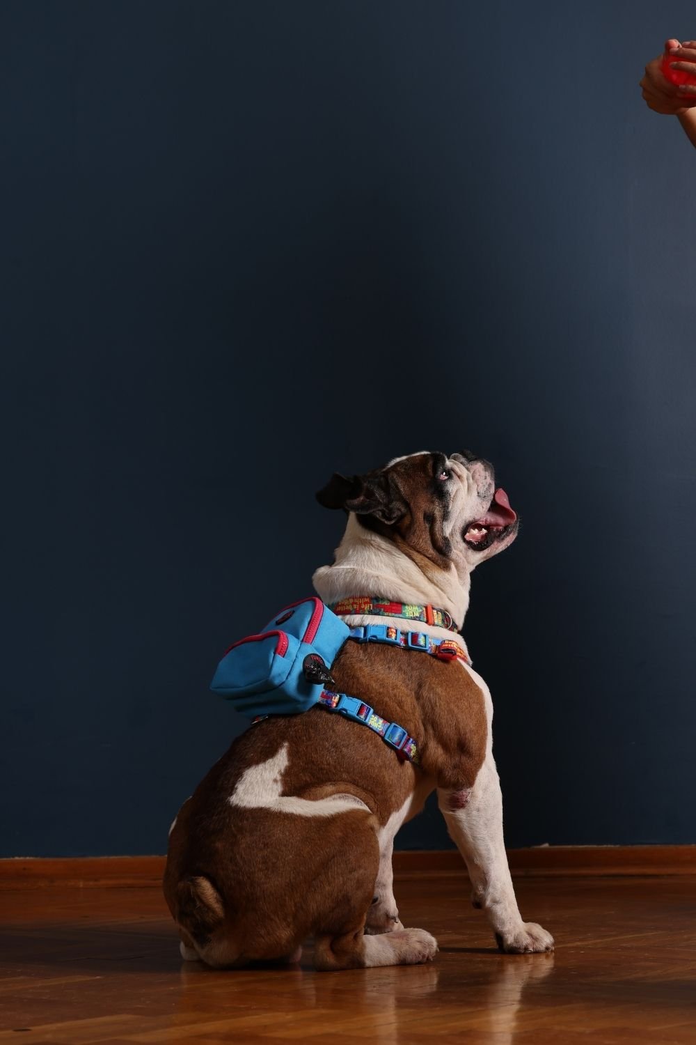 Pawlook-Pawlook, Köpek Sırt Çantası, Köpek Göğüs Tasması, Mavi-Köpek-1-Milagron.com